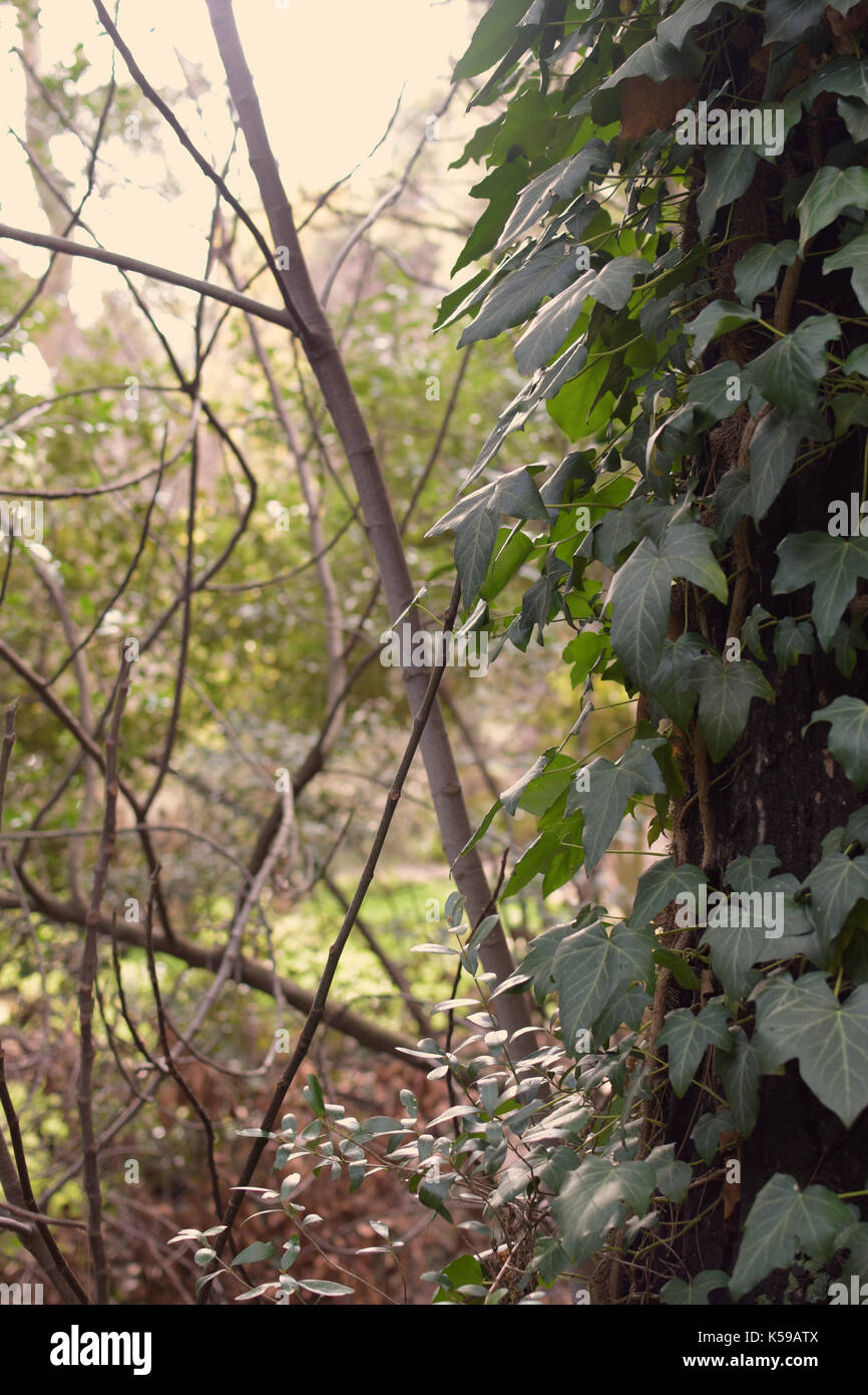 Tronco de árbol con hiedra verde y plantas forestales paisaje abstracto. Foto de stock