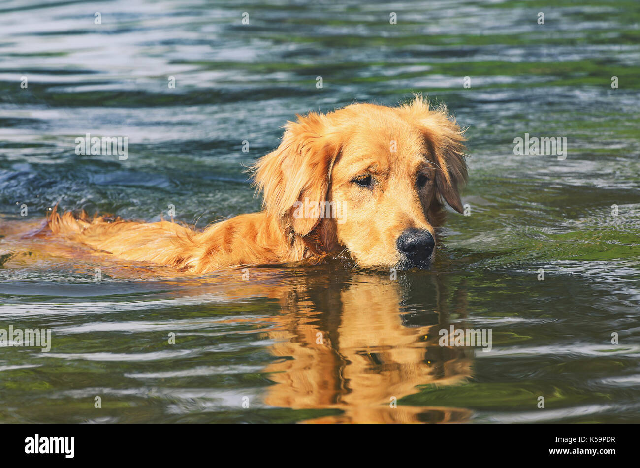 Los Golden Retrievers Pueden Nadar En Agua Fria