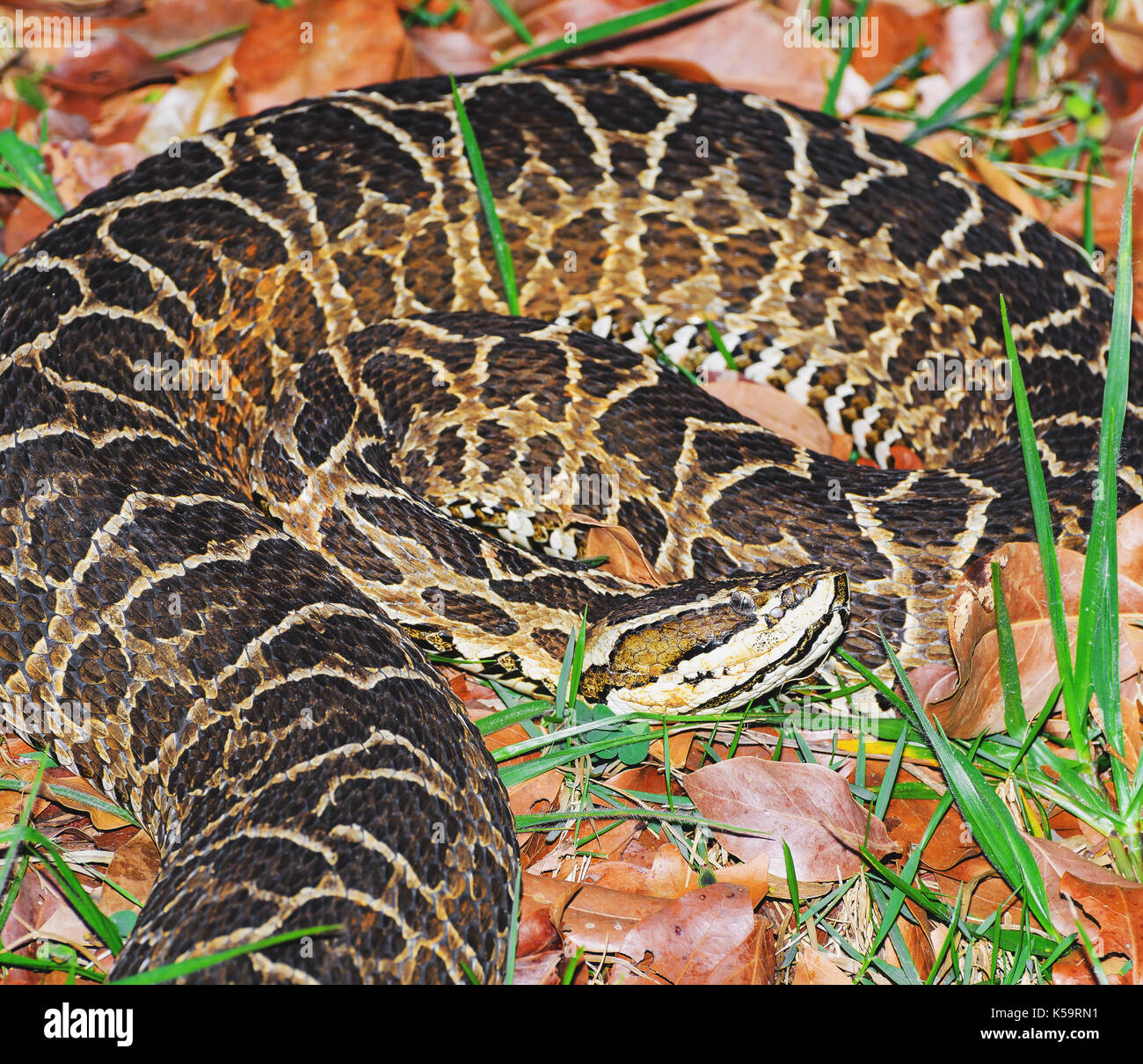 Conocido como serpiente Bothrops jararaca en Brasil. Snake camuflado entre las hojas secas y la hierba con un veneno mortal. Foto de stock