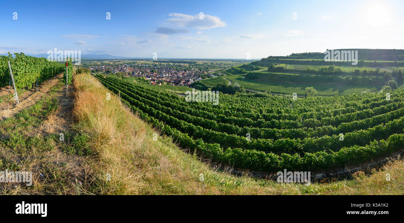 Fin de Ihringen, viñedos, vino, Ihringen, Kaiserstuhl, Baden-Württemberg, Alemania Foto de stock