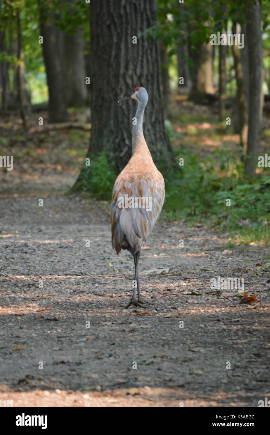 Pajaro Gigante En El Kensington Park Milford Michigan Fotografia De Stock Alamy https www alamy es pajaro gigante en el kensington park milford michigan image158195196 html