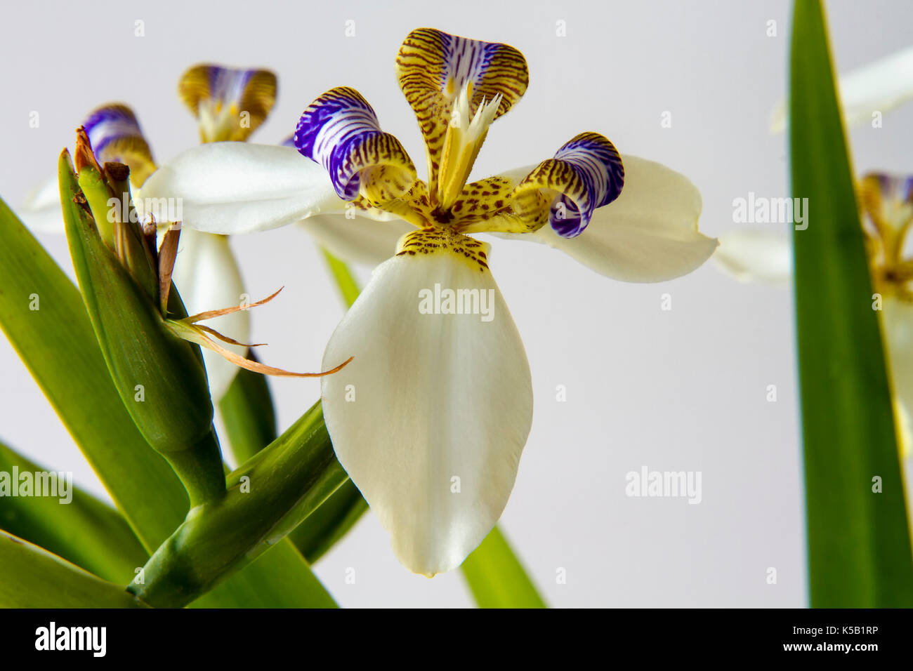 Flor de iris - flower Foto de stock