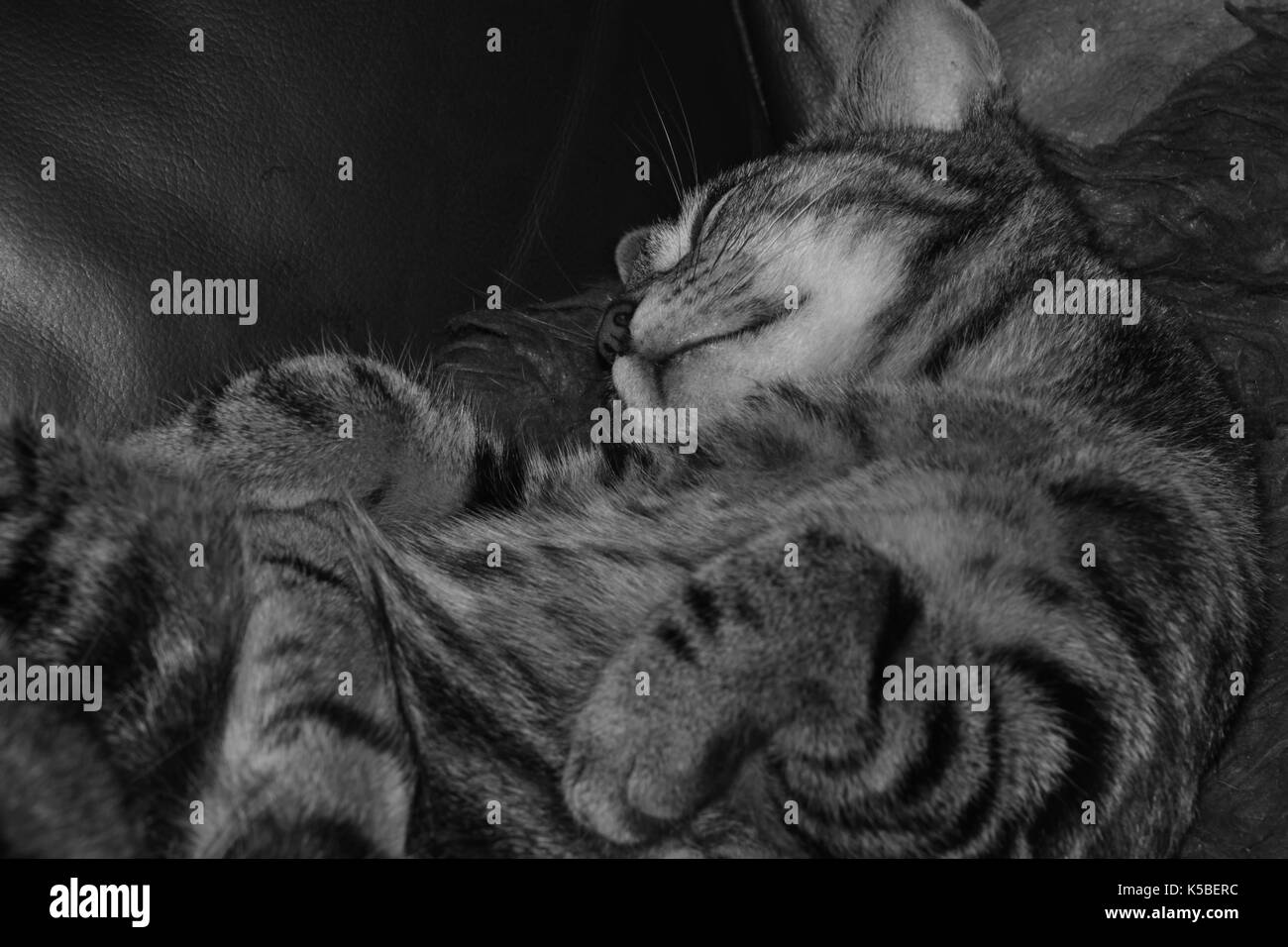 Gato atigrado hembra durmiendo en un sofá en blanco y negro Foto de stock