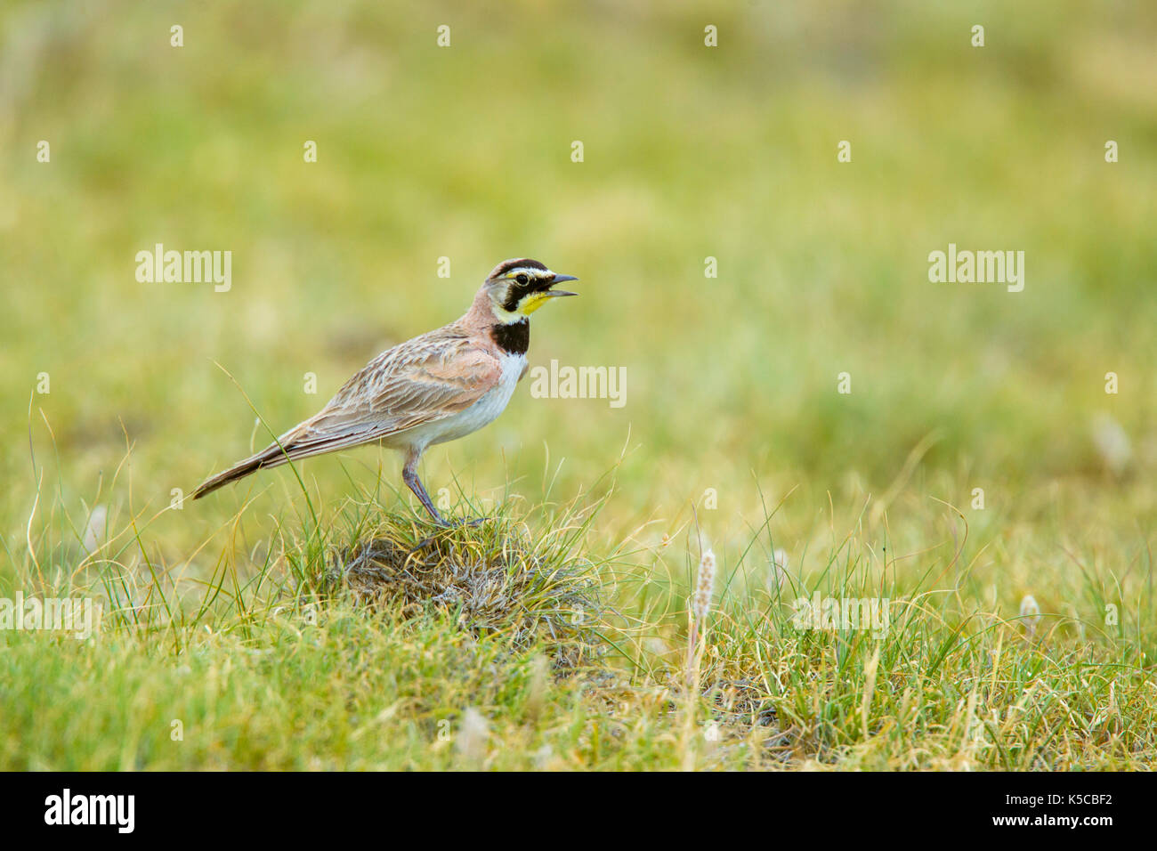 Alondra cornuda eremophila alpestris praderas nacionales pawnee, Colorado, Estados Unidos de América el 6 de julio de macho adulto alaudidae Foto de stock