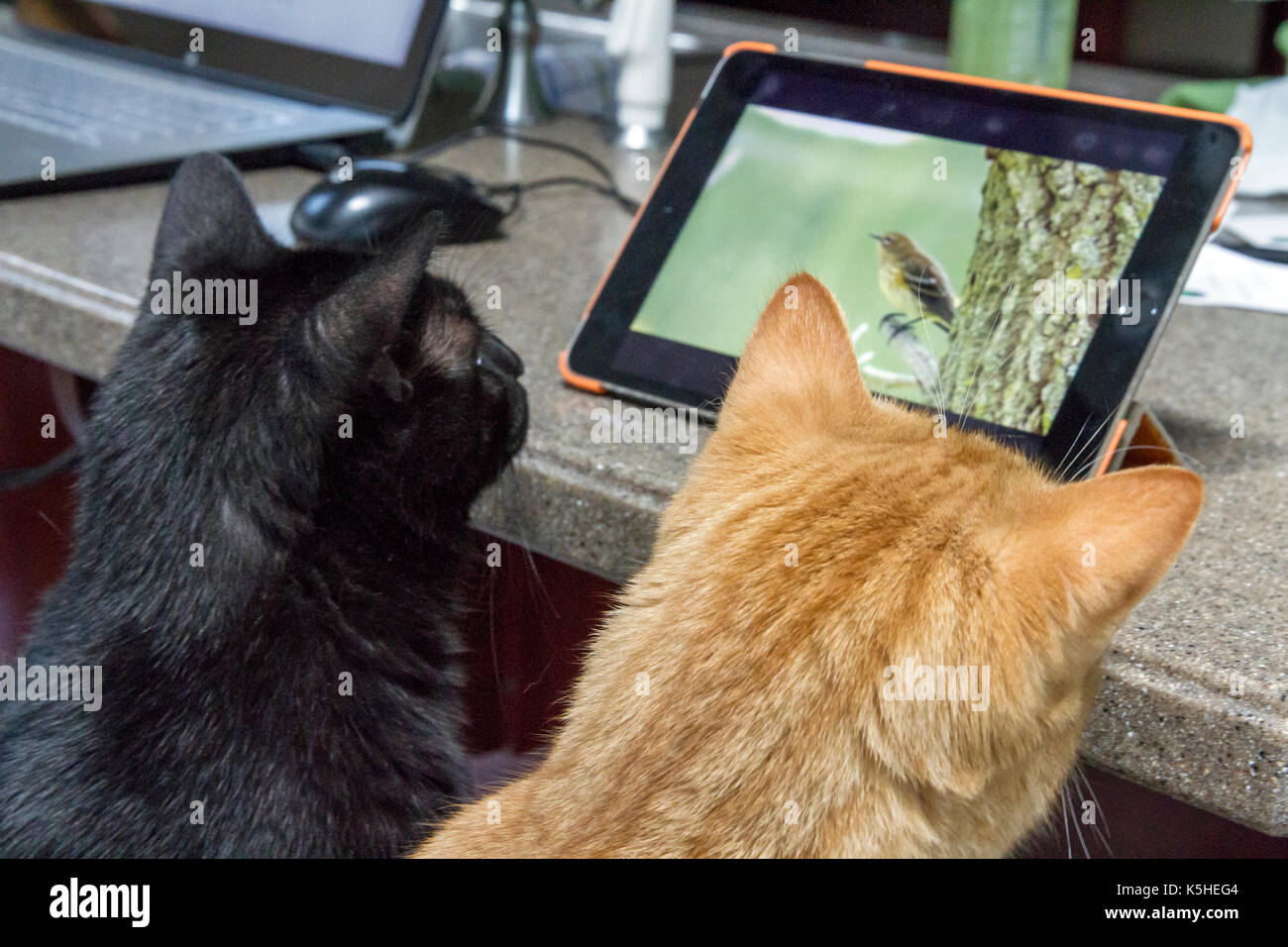 Gatos viendo la tele fotografías e imágenes de alta resolución - Alamy
