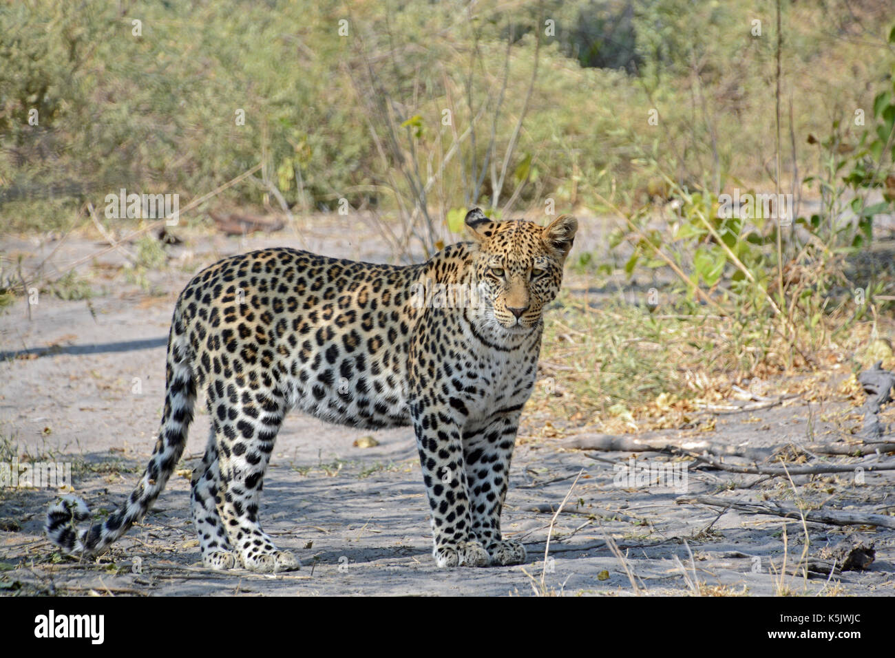 Un soñoliento leopard. tomada en el delta del Okavango, Botswana Foto de stock