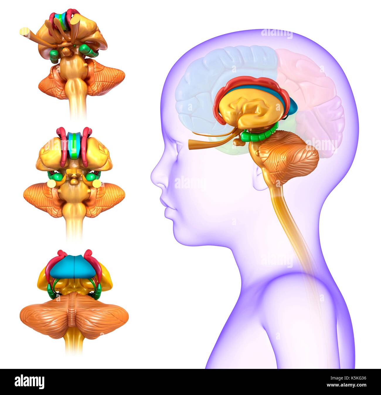 Ilustracion De Una Anatomia Del Cerebro Del Nino Fotografia De Stock Images 3659