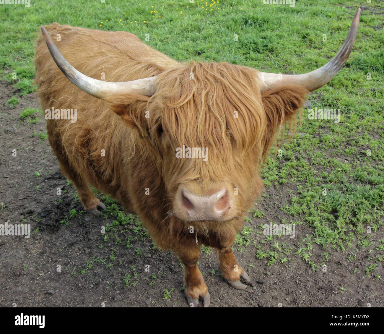 Highland ganado ganadería vacas cow buffalo Escocia uk Foto de stock