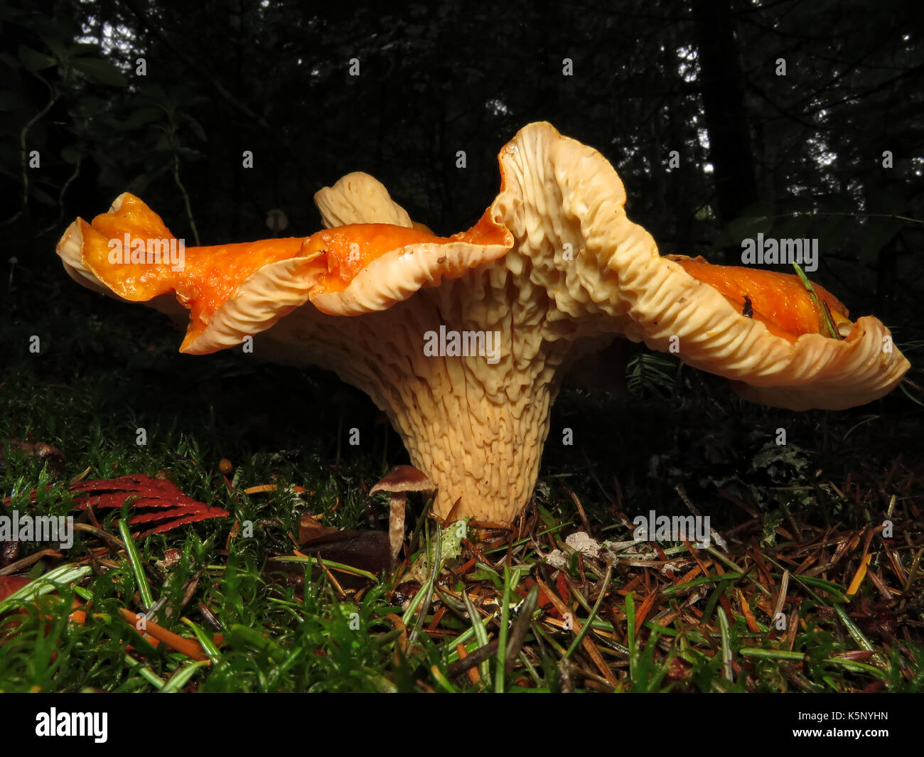 Comestibles silvestres (levemente tóxico para muchas personas) mushroom Turbinellus floccosus (escamosa o woolly cantharellus) en octubre en Wenatchee National Forest Foto de stock