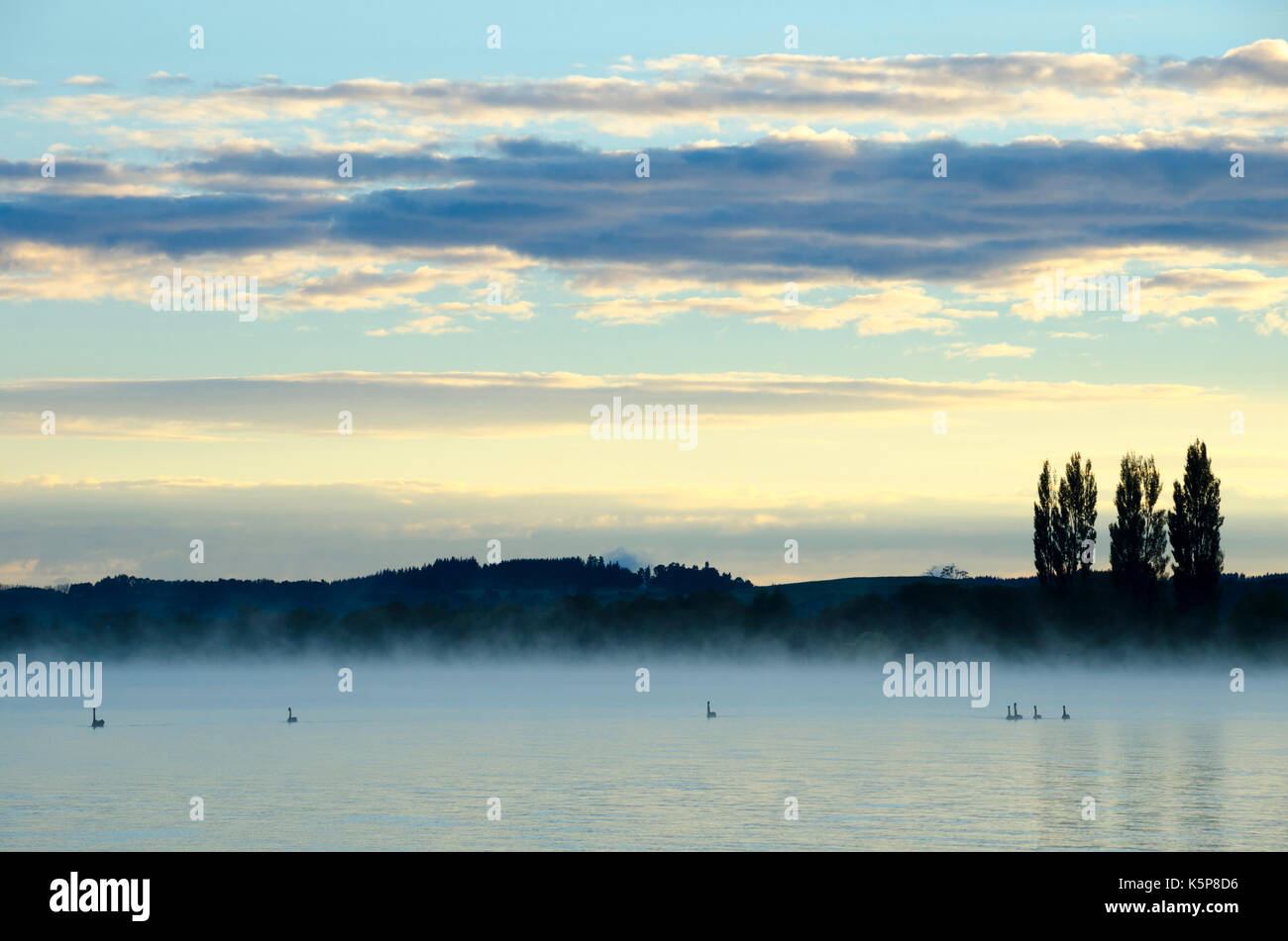 En el lago de los cisnes en la madrugada, el Lago Rotorua, Nueva Zelanda Foto de stock