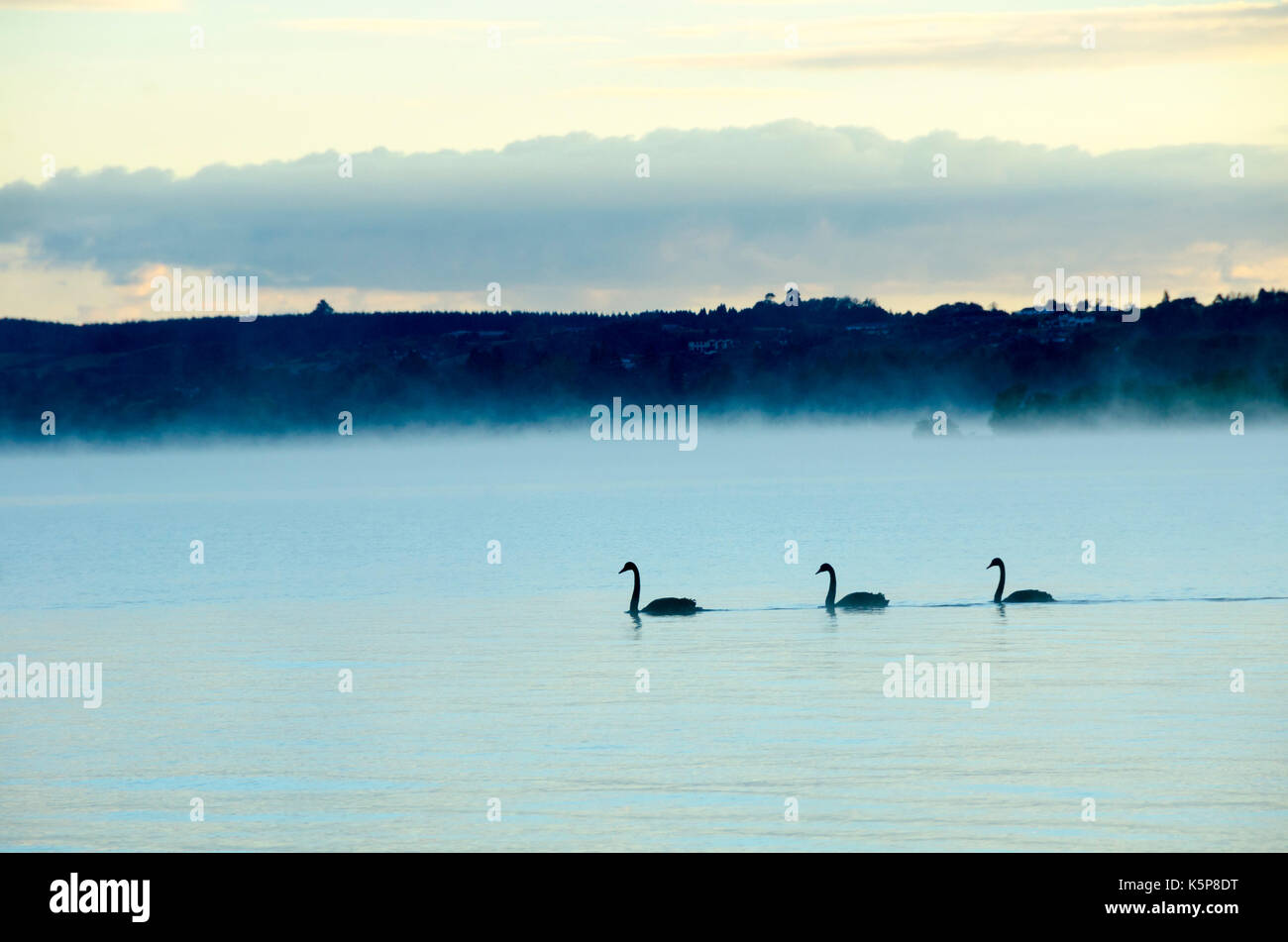 Tres cisnes en el lago al amanecer en el Lago Rotorua, Nueva Zelanda Foto de stock