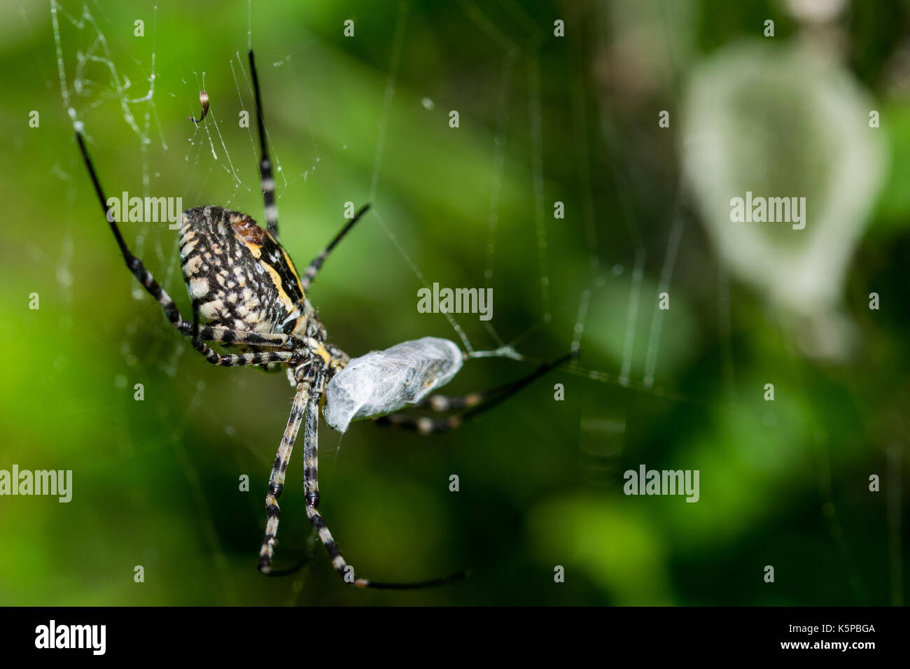 Una araña Argiope anillados (Argiope trifasciata) en su web acerca de comer su comida, probablemente una mosca, en un valle seco en Malta. Saco de huevos de araña es visible. Foto de stock