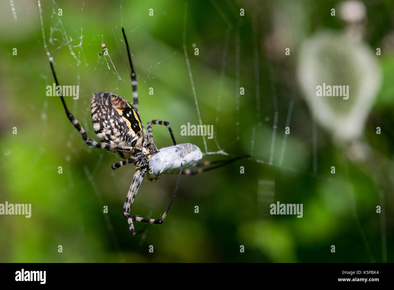 Una araña Argiope anillados (Argiope trifasciata) en su web acerca de comer su comida, probablemente una mosca, en un valle seco en Malta. Saco de huevos de araña es visible. Foto de stock