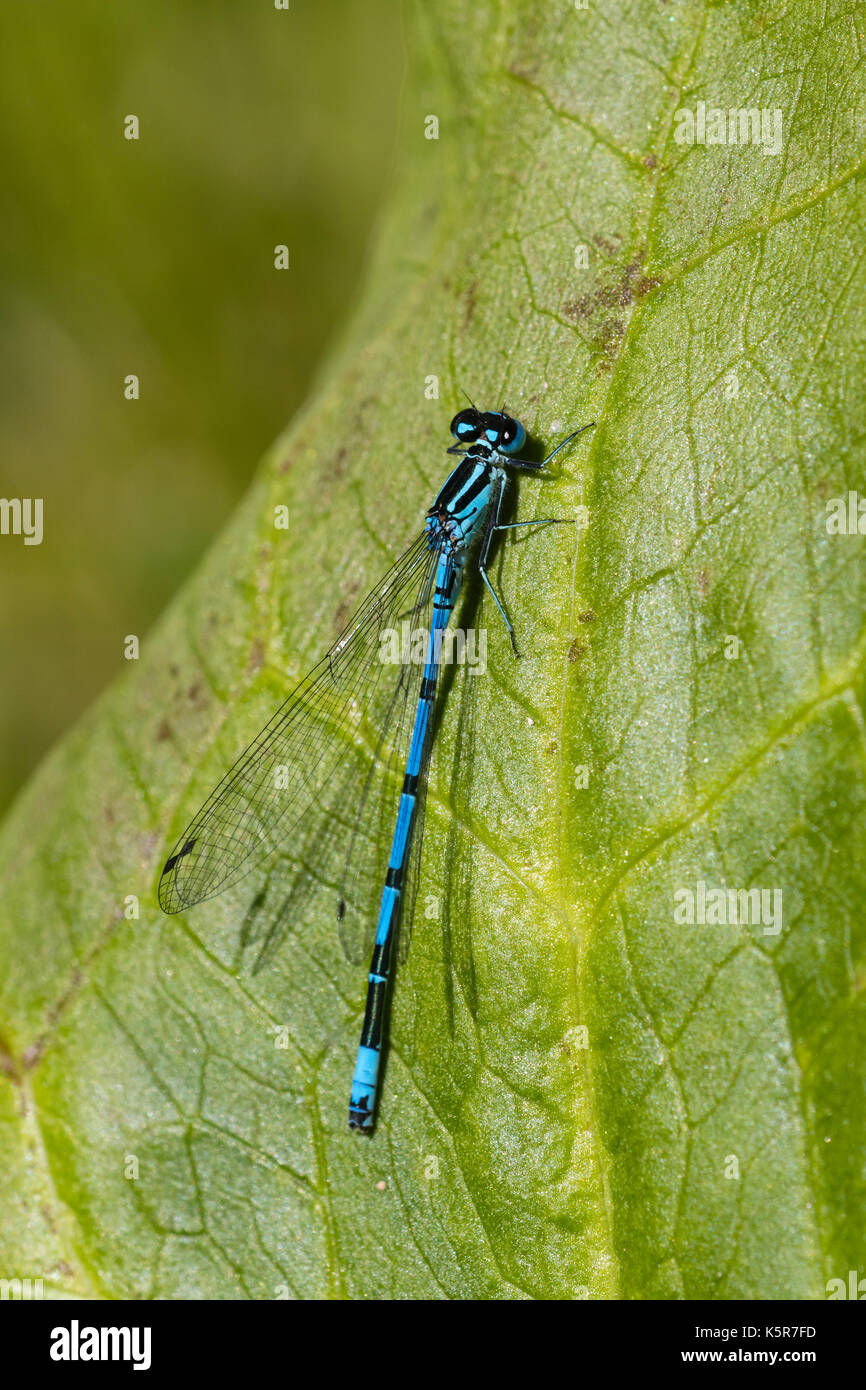 Macho azul celeste, danselfly Coenagrion puella, descansando en la piscina la vegetación Foto de stock