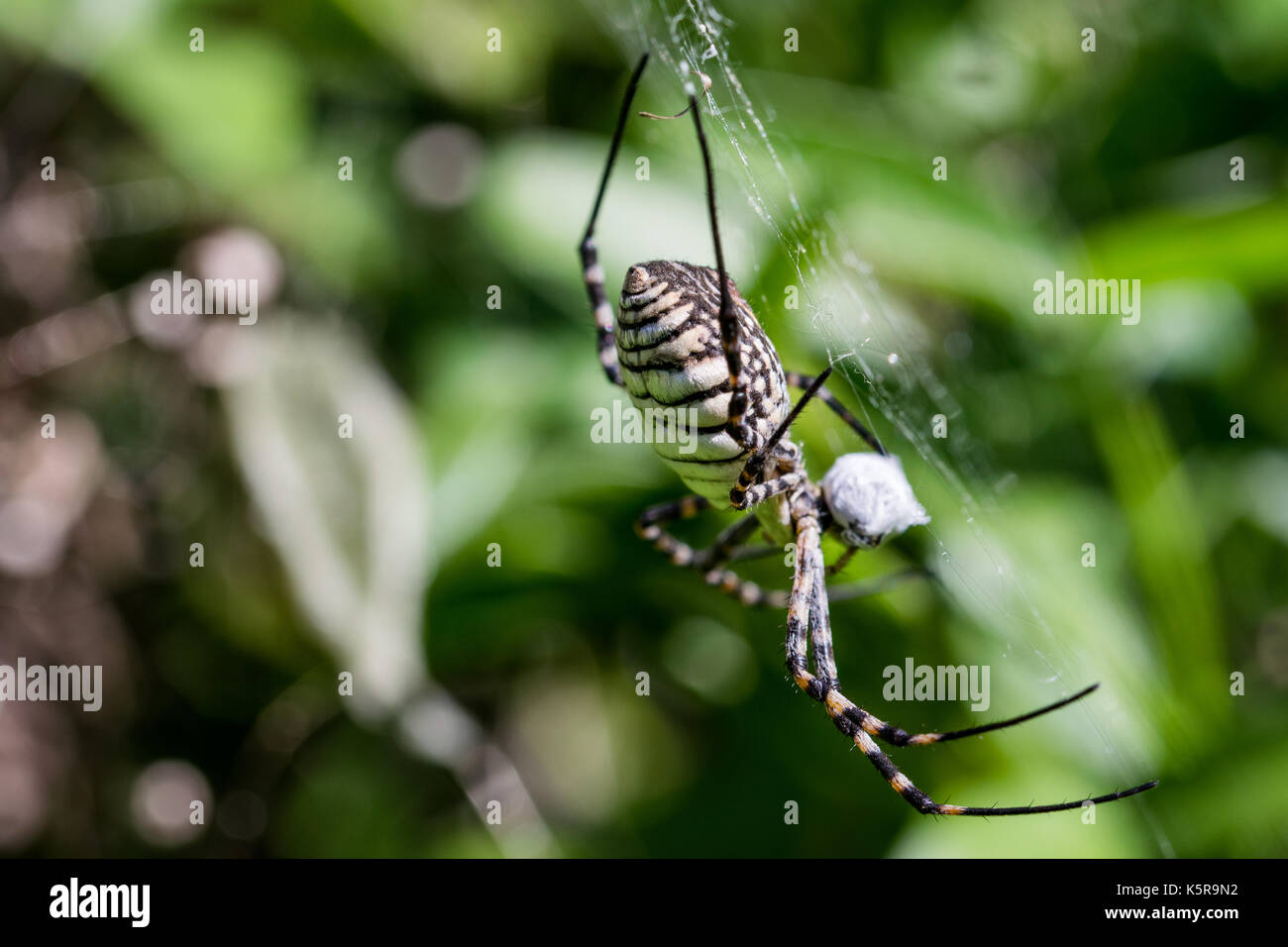 Una araña Argiope anillados (Argiope trifasciata) en su web acerca de comer su comida, probablemente una mosca, en un valle seco en Malta. Foto de stock