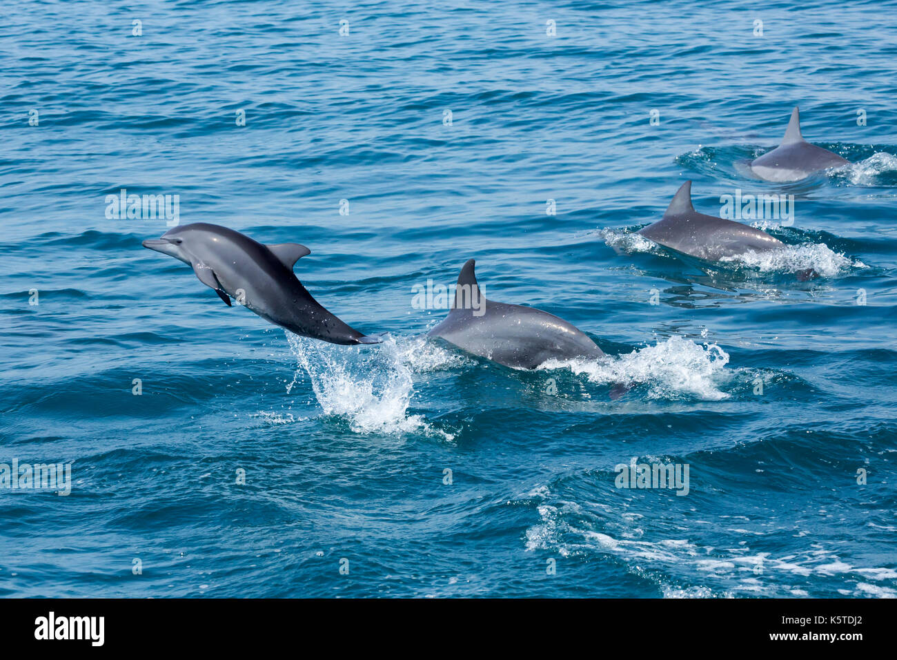 Delfín Spinner de Gray o Delfín Spinner de Hawaiian (Stenella longirostris) bebé saltando o quebrando Foto de stock