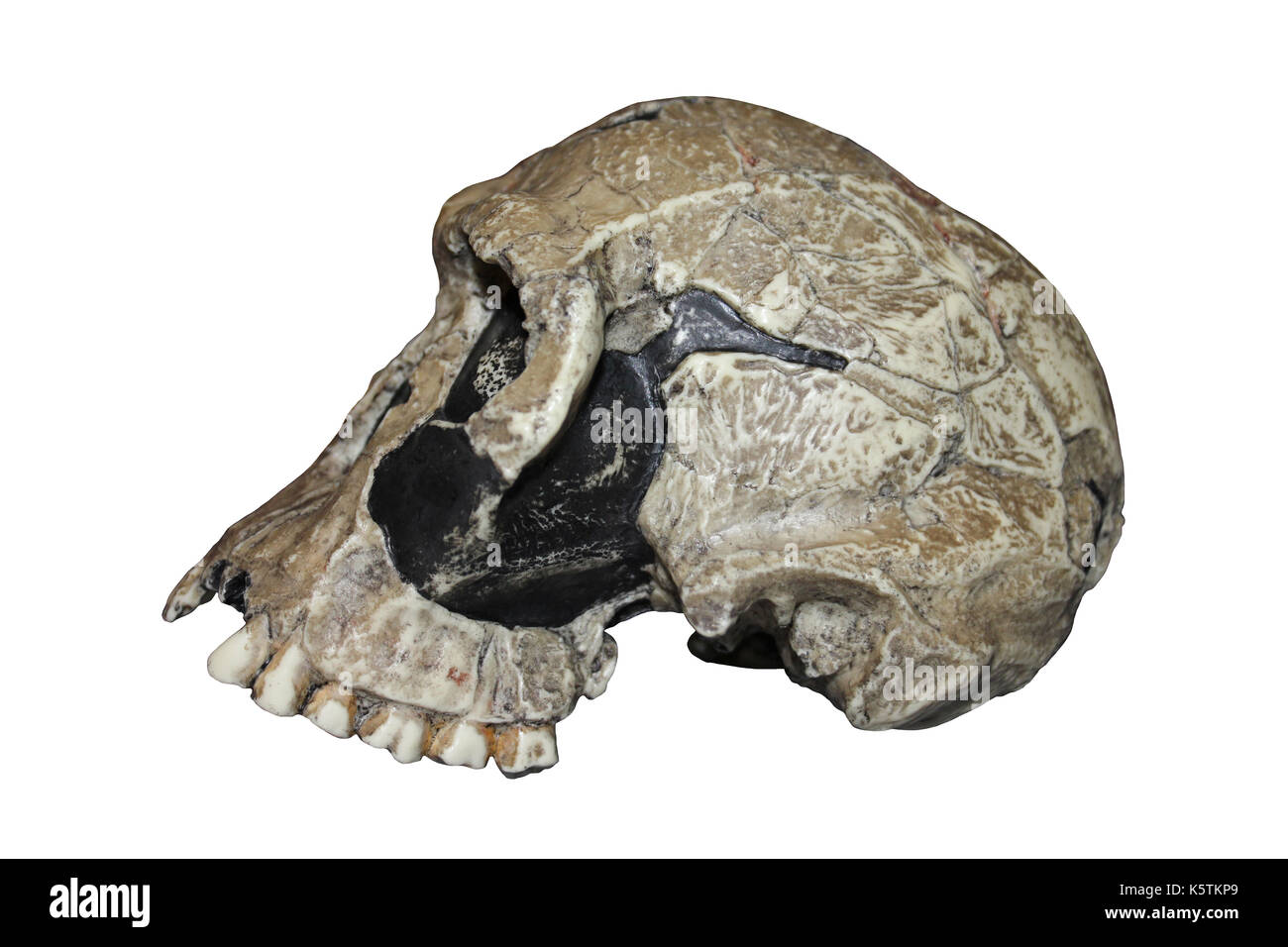 Homo habilis skull Imágenes recortadas de stock Alamy
