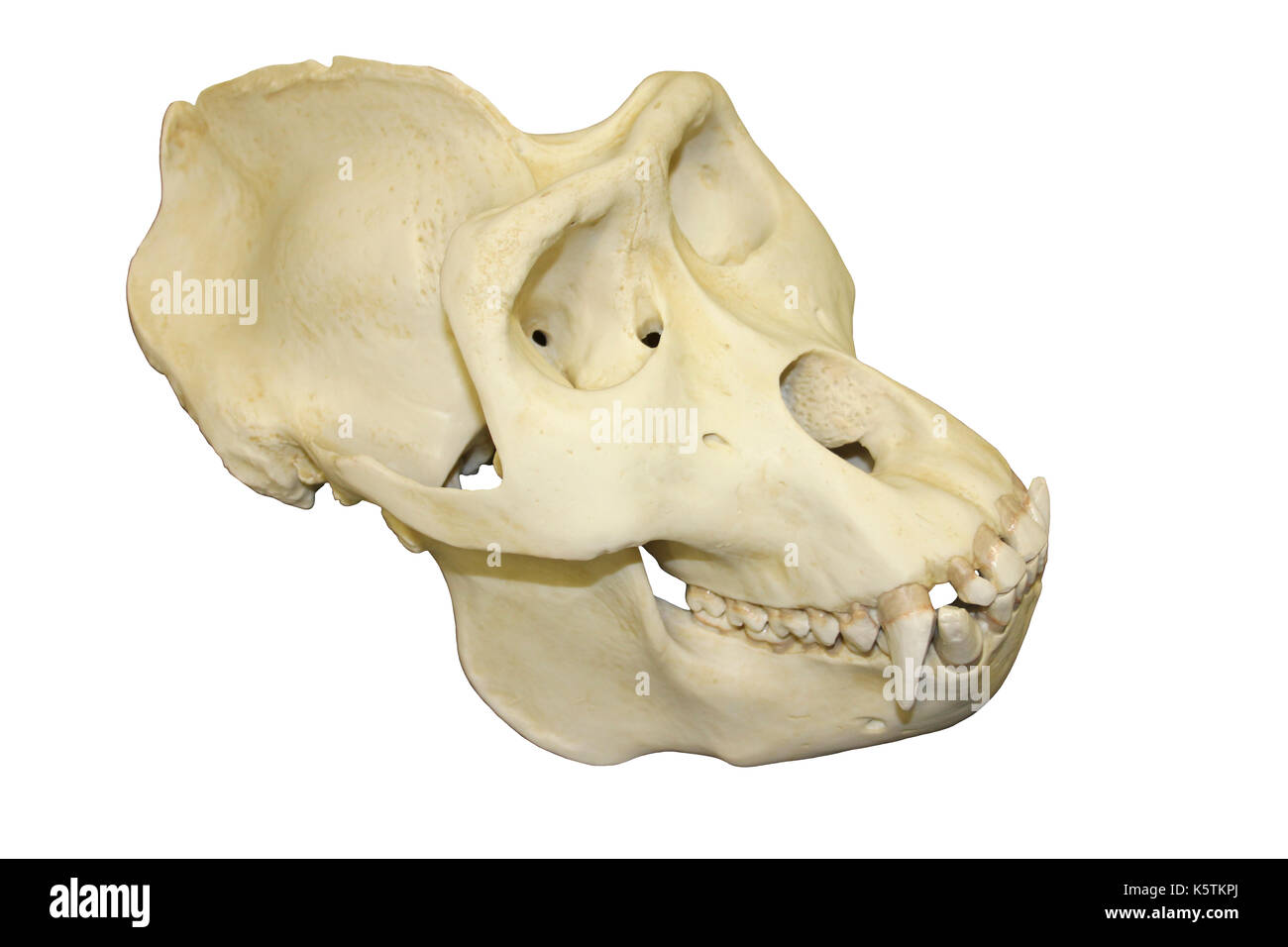 Cráneo del gorila macho Foto de stock