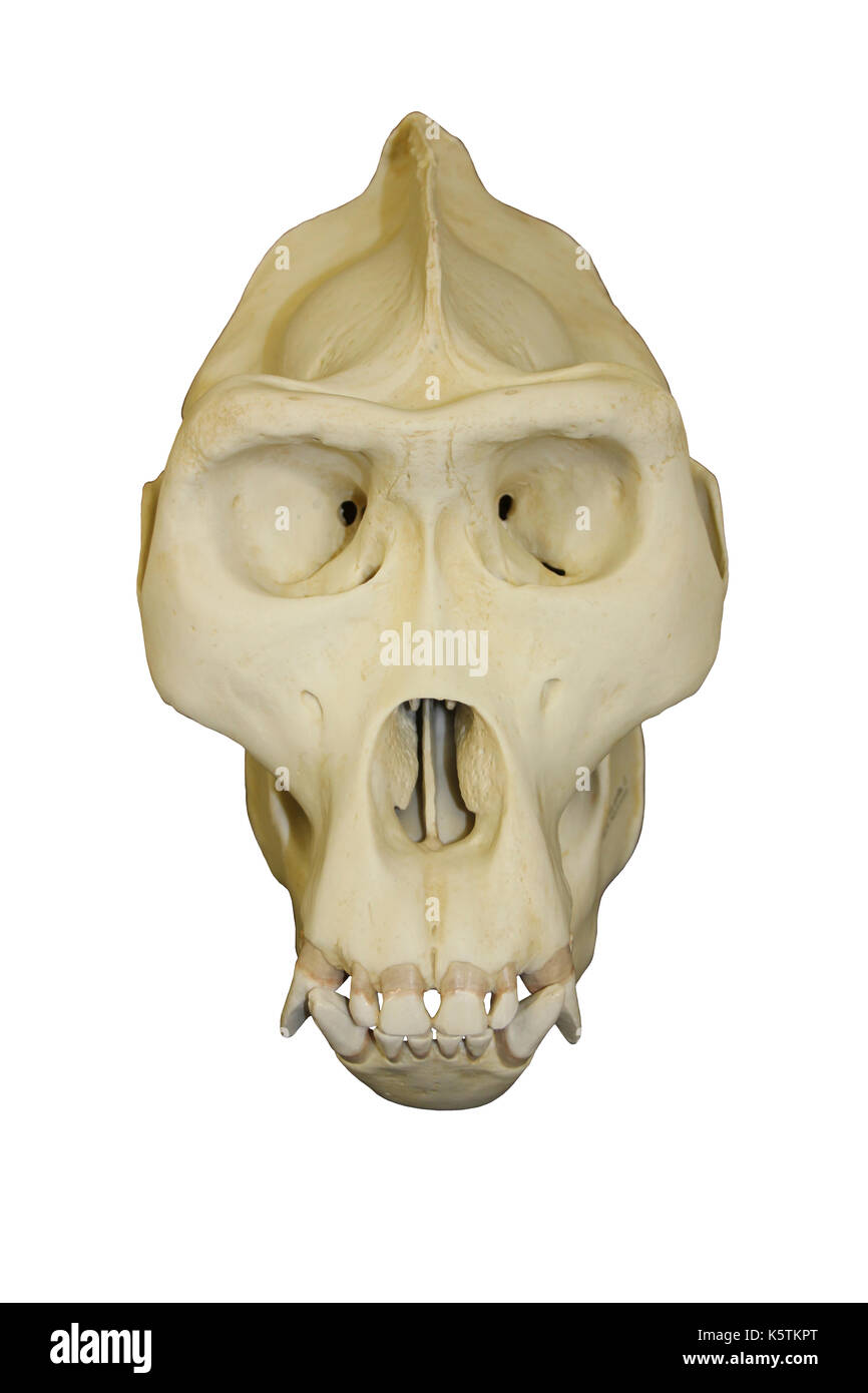 Vista frontal del cráneo del gorila macho Foto de stock