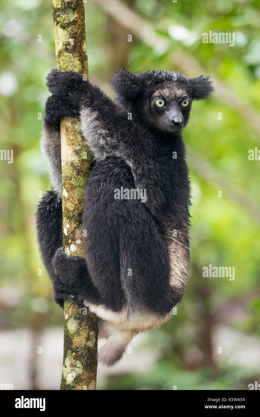 , Indri indri Indri, Reserva Palmarium, Lac Ampitabe, del canal de Pangalanes, Madagascar Foto de stock