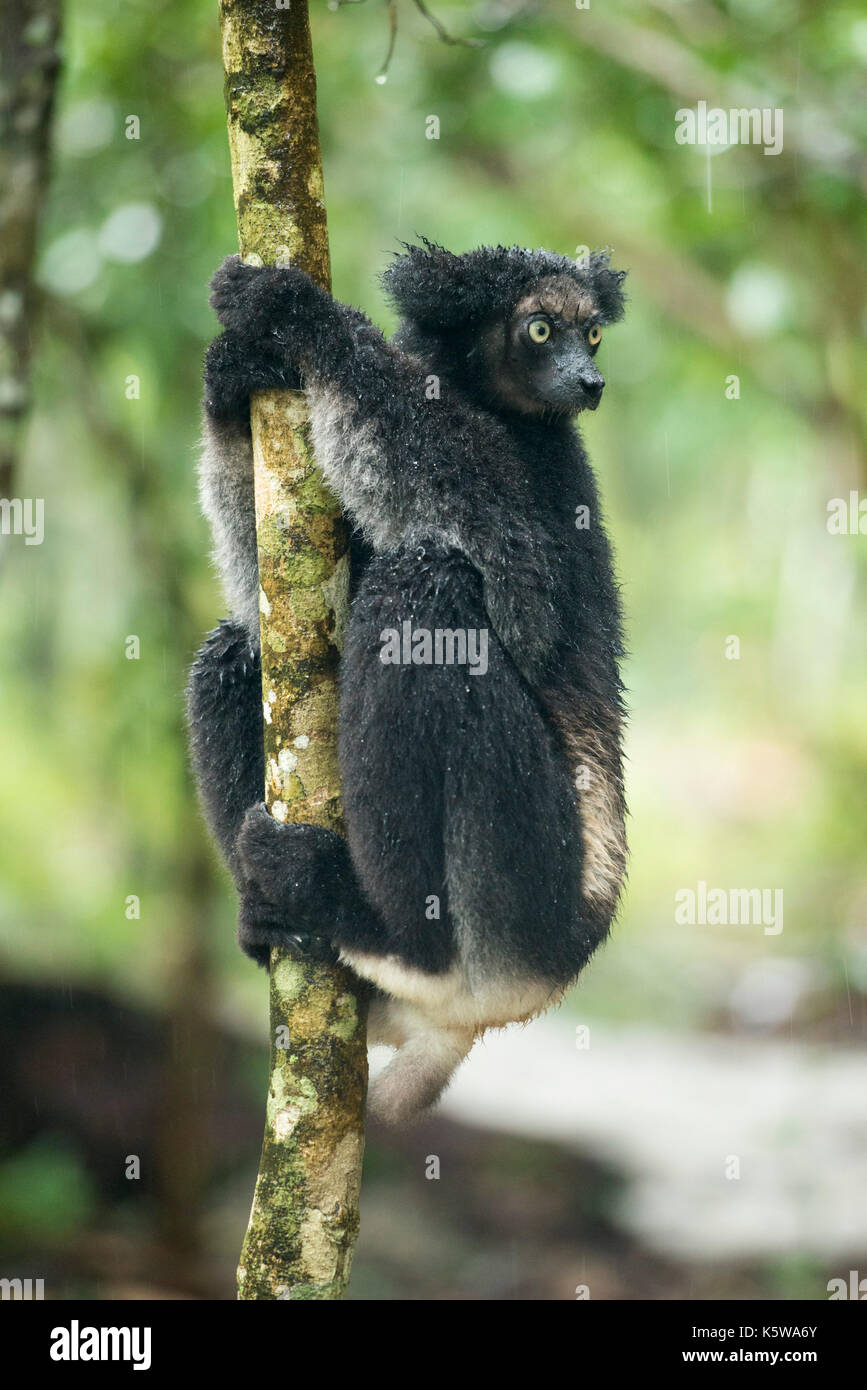 , Indri indri Indri, Reserva Palmarium, Lac Ampitabe, del canal de Pangalanes, Madagascar Foto de stock