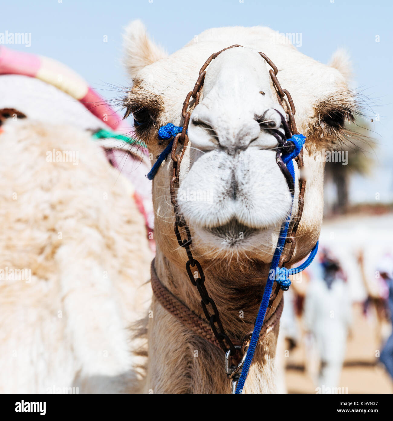 Retrato de un camello en las carreras de camellos en Dubai, EAU club Foto de stock