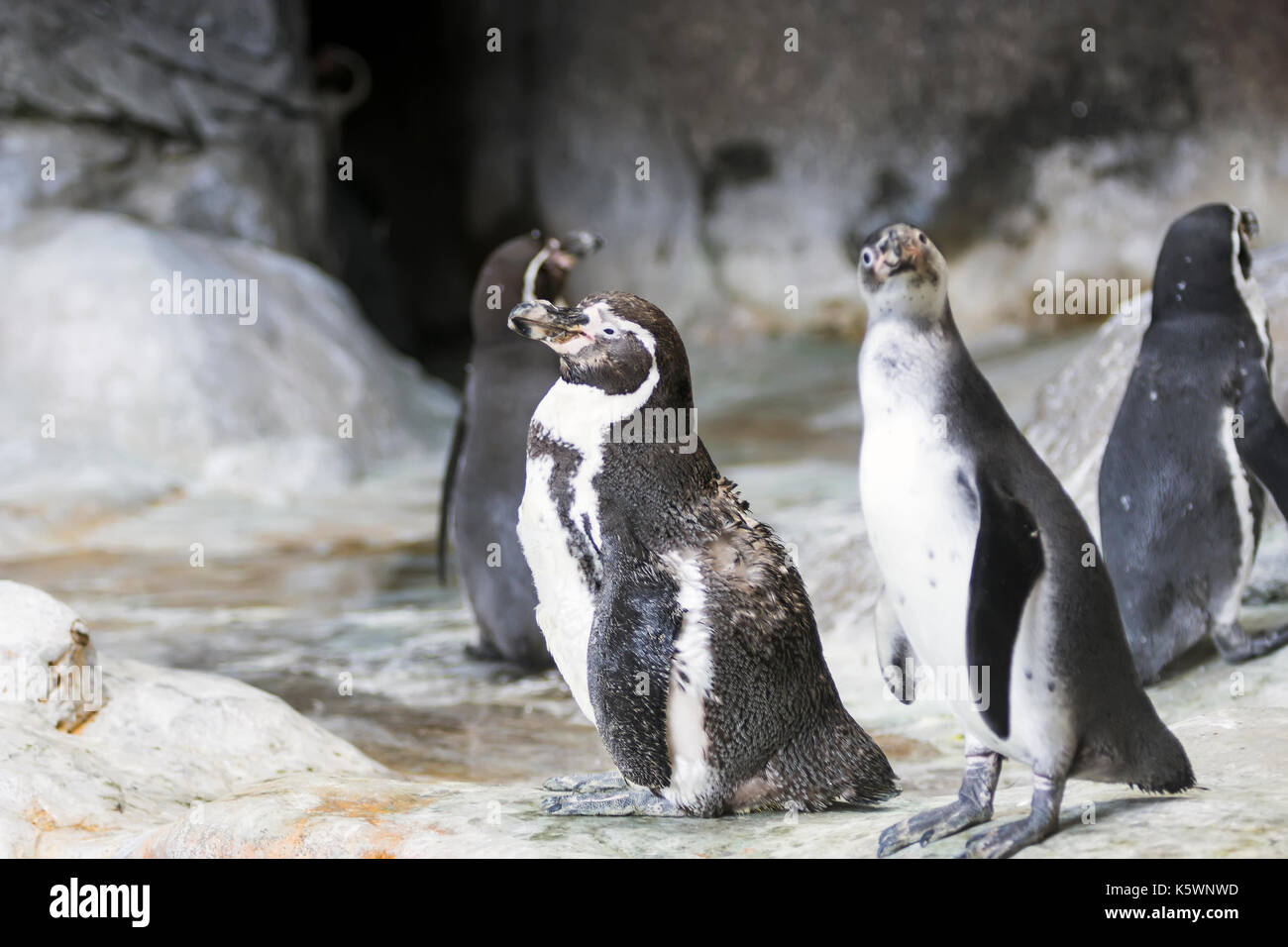 Pingüino de Humboldt en una cueva en la costa rocosa de la reserva nacional de Paracas, en la región de Ica, Perú Foto de stock