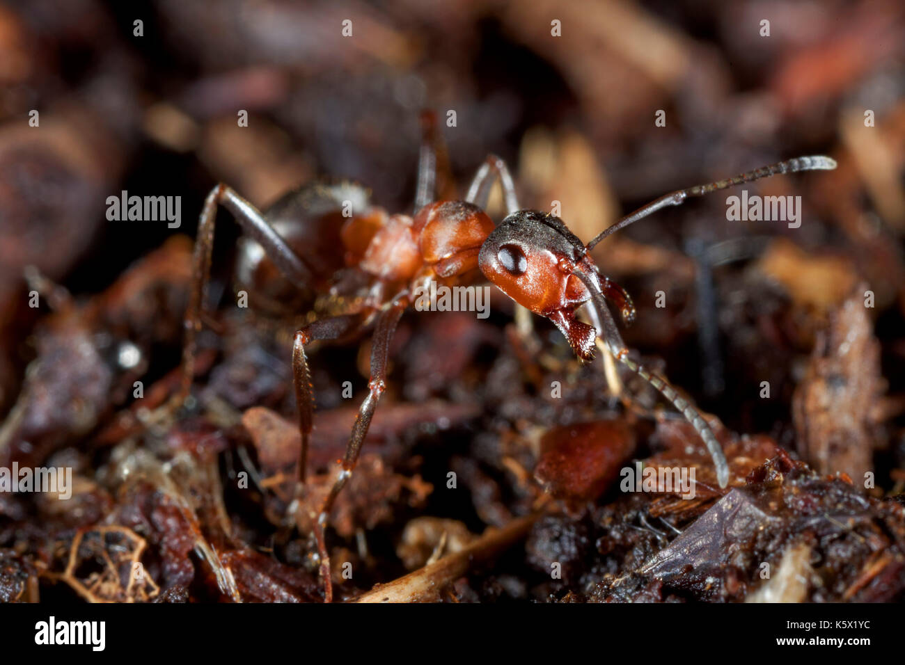 Close-up de la hormiga de madera roja, formica rufa Foto de stock