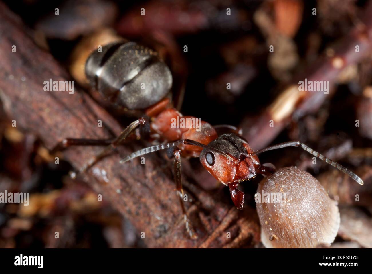 Hormiga de madera roja Foto de stock