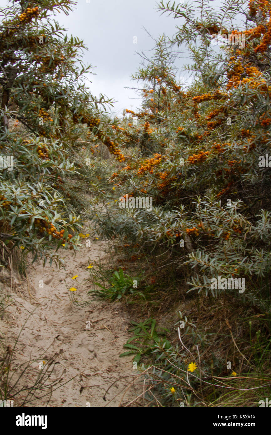 Camino de espinas fotografías e imágenes de alta resolución - Alamy