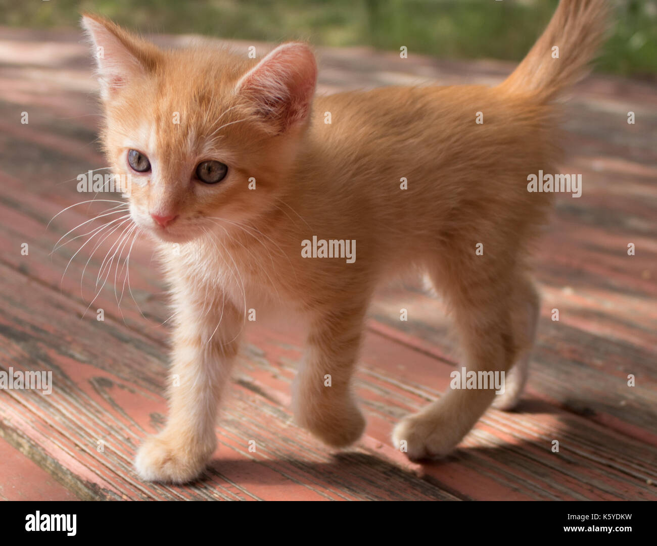 Gato naranja con ojos azules fotografías e imágenes de alta resolución -  Alamy