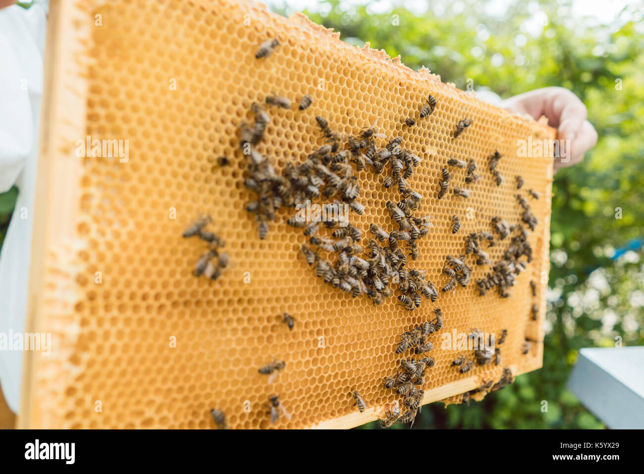 Celebración apicultor panal con abejas en sus manos Foto de stock
