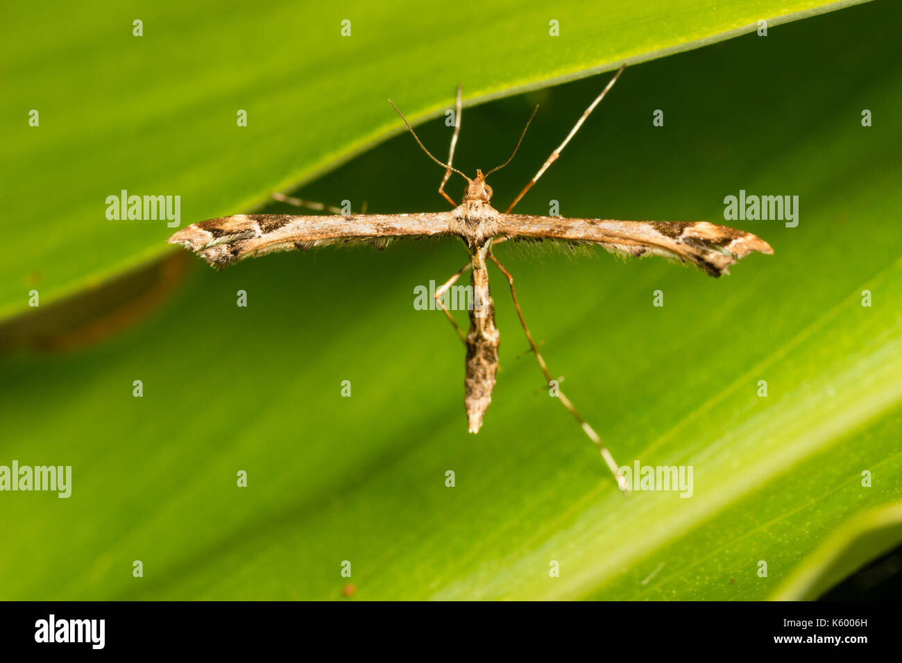 Adulto de la hermosa plume moth, Amblyptilia acanthadactyla cruciformes, de típica descansando plantean Foto de stock