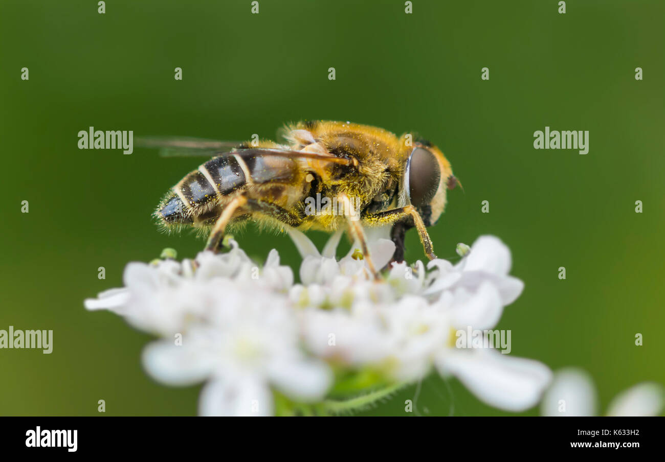 Miel de abejas (Apis mellifera) en una flor blanca a principios de otoño en West Sussex, Inglaterra, Reino Unido. Macro de miel de abeja. La abeja melífera closeup. Las abejas de miel. Foto de stock