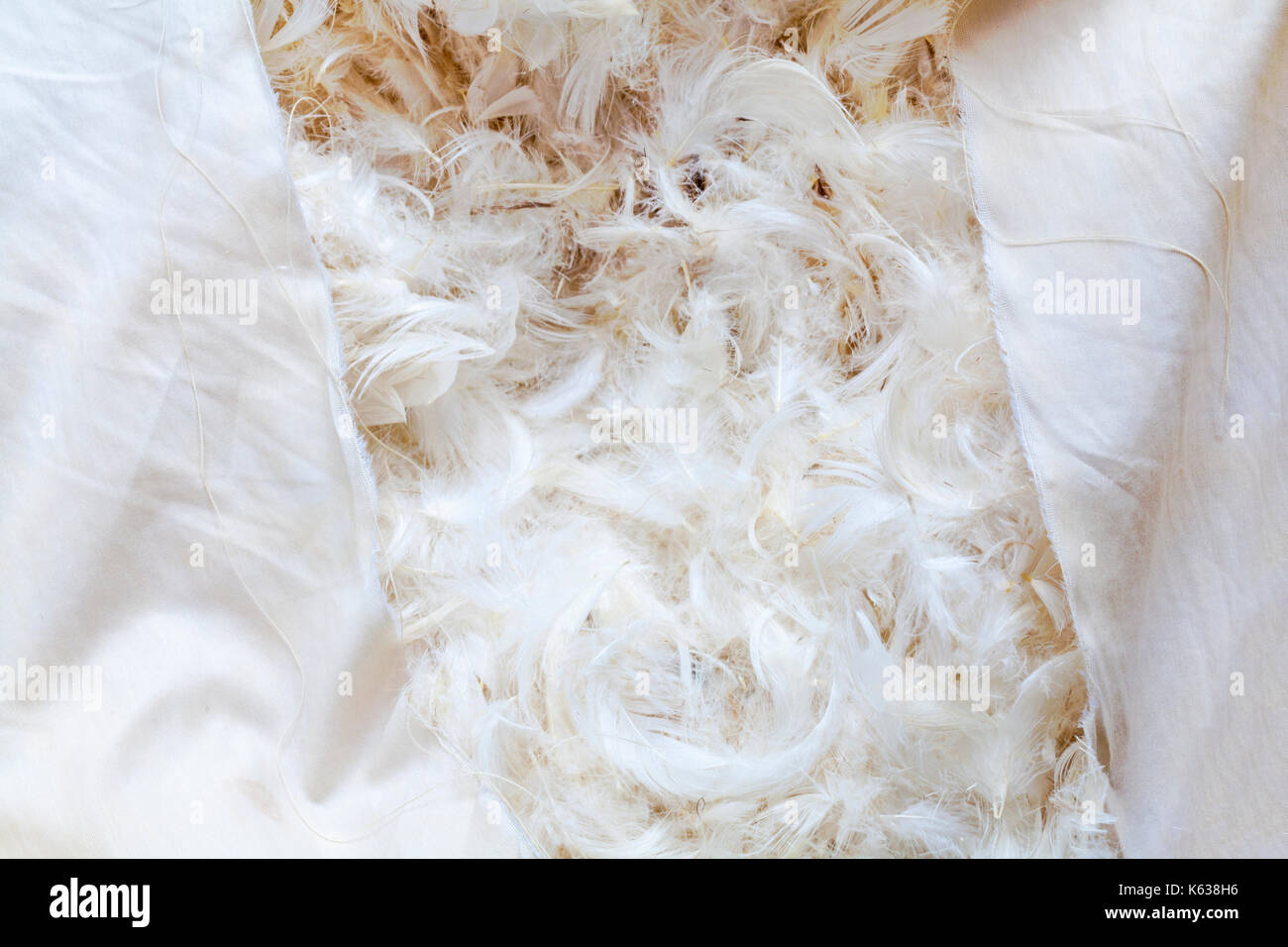 Plumas en split y almohada de plumas de pato Fotografía de stock - Alamy