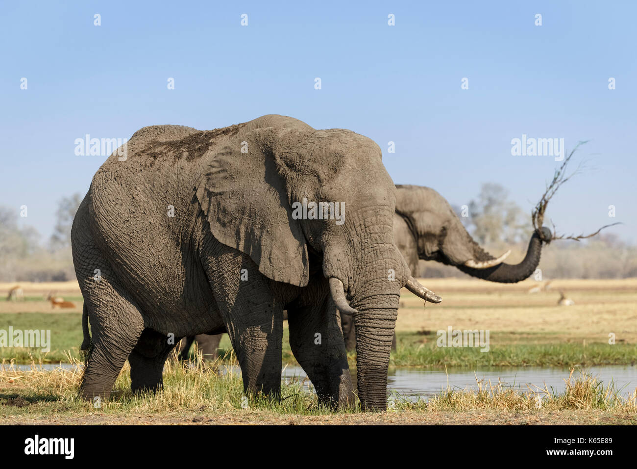Elefantes en el río khwai, delta del Okavango Foto de stock