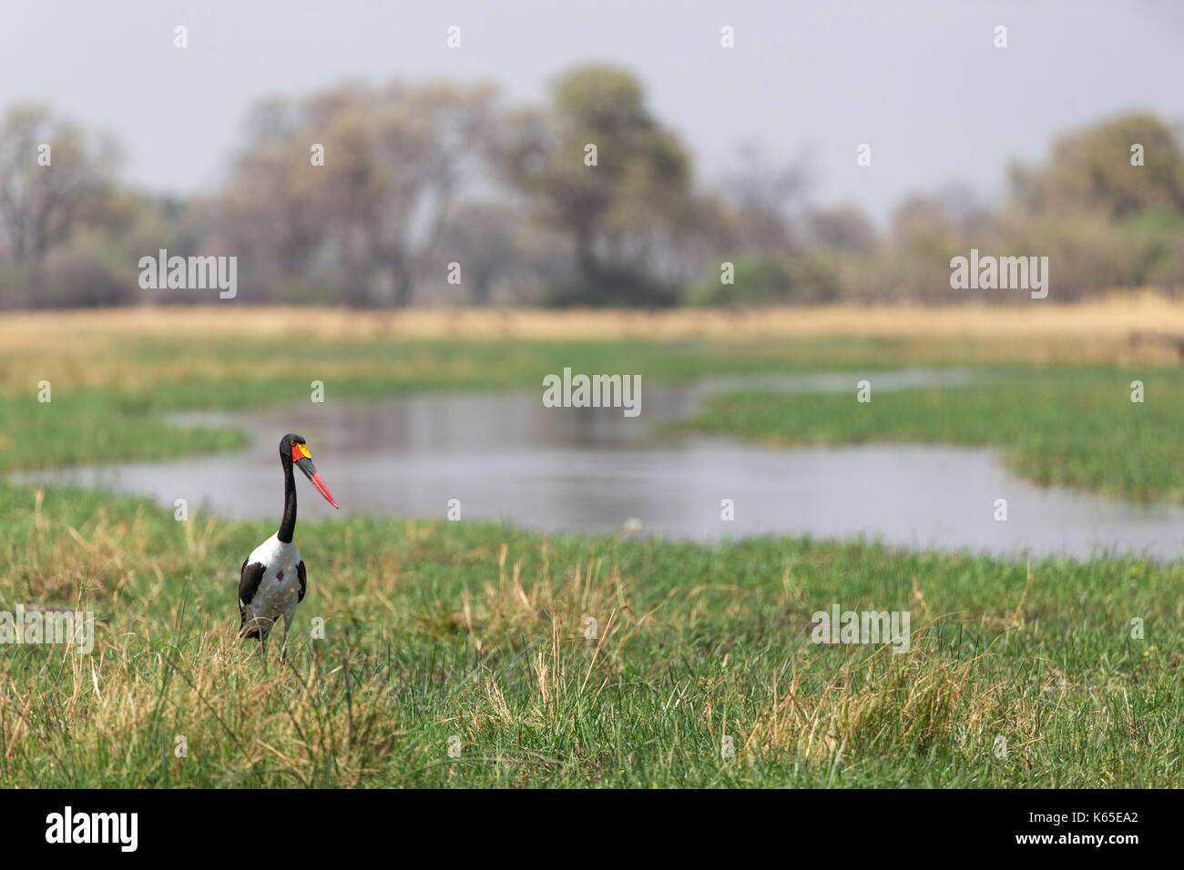 Sillín facturó stork (Ephippiorhynchus senegalensis) la pesca en el río Kwai, Botswana Foto de stock