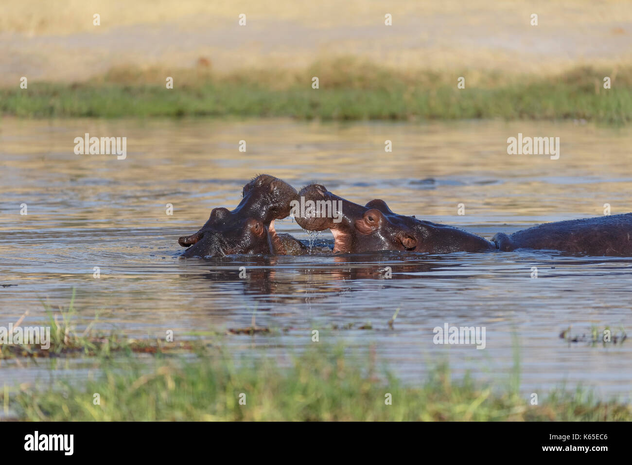 Hippo's joven playfighting en río Kwai, Botswana Foto de stock