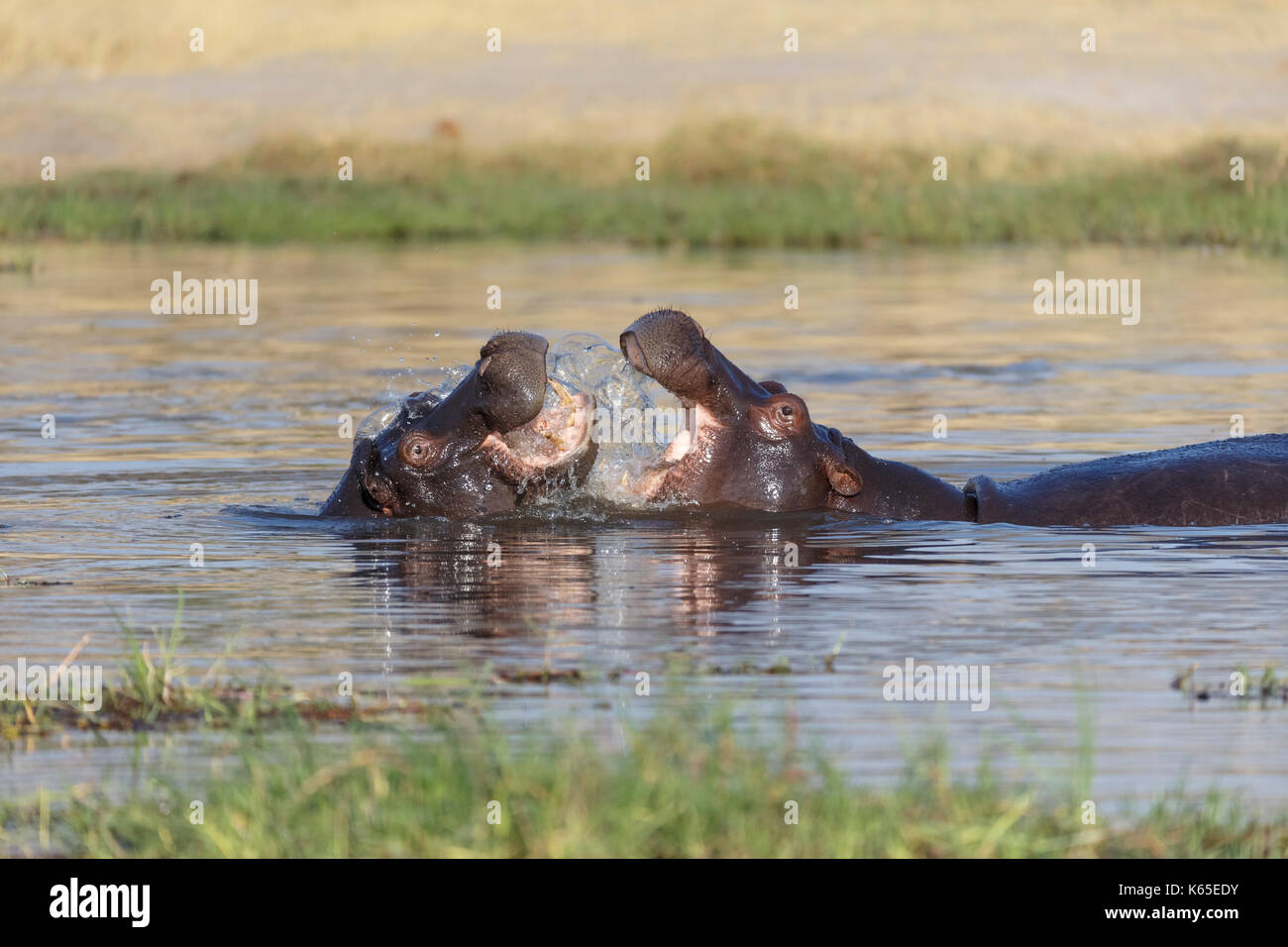 Hippo's joven playfighting en río Kwai, Botswana Foto de stock