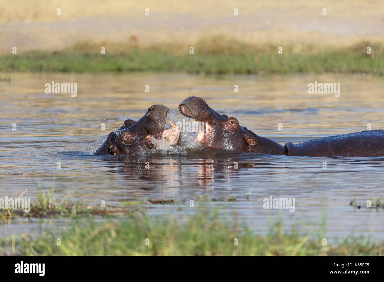 Hippo's joven playfighting en río Kwai, Botswana Foto de stock