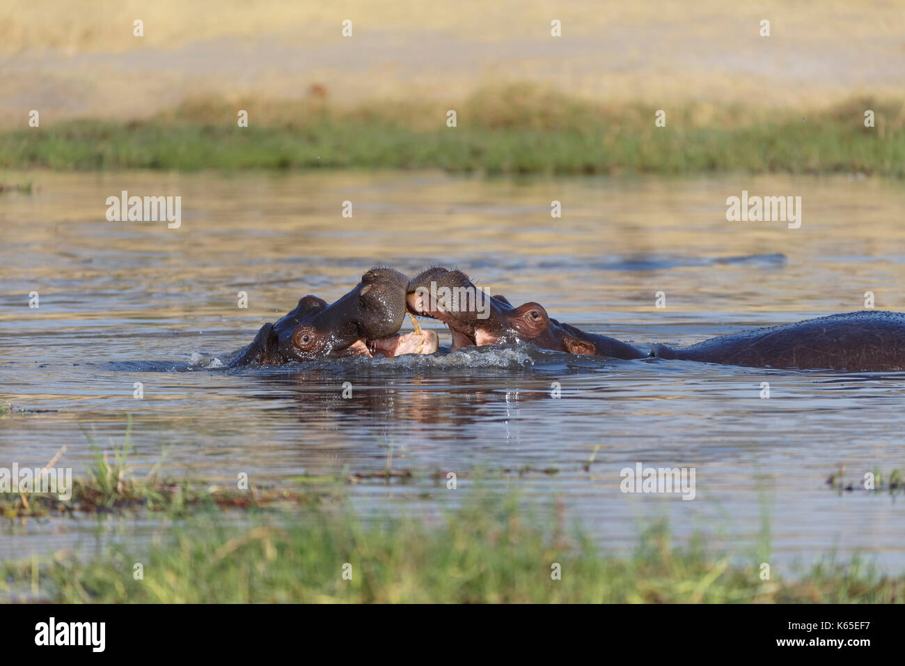 Hippo's joven playfighting en río Kwai, Botswana Foto de stock