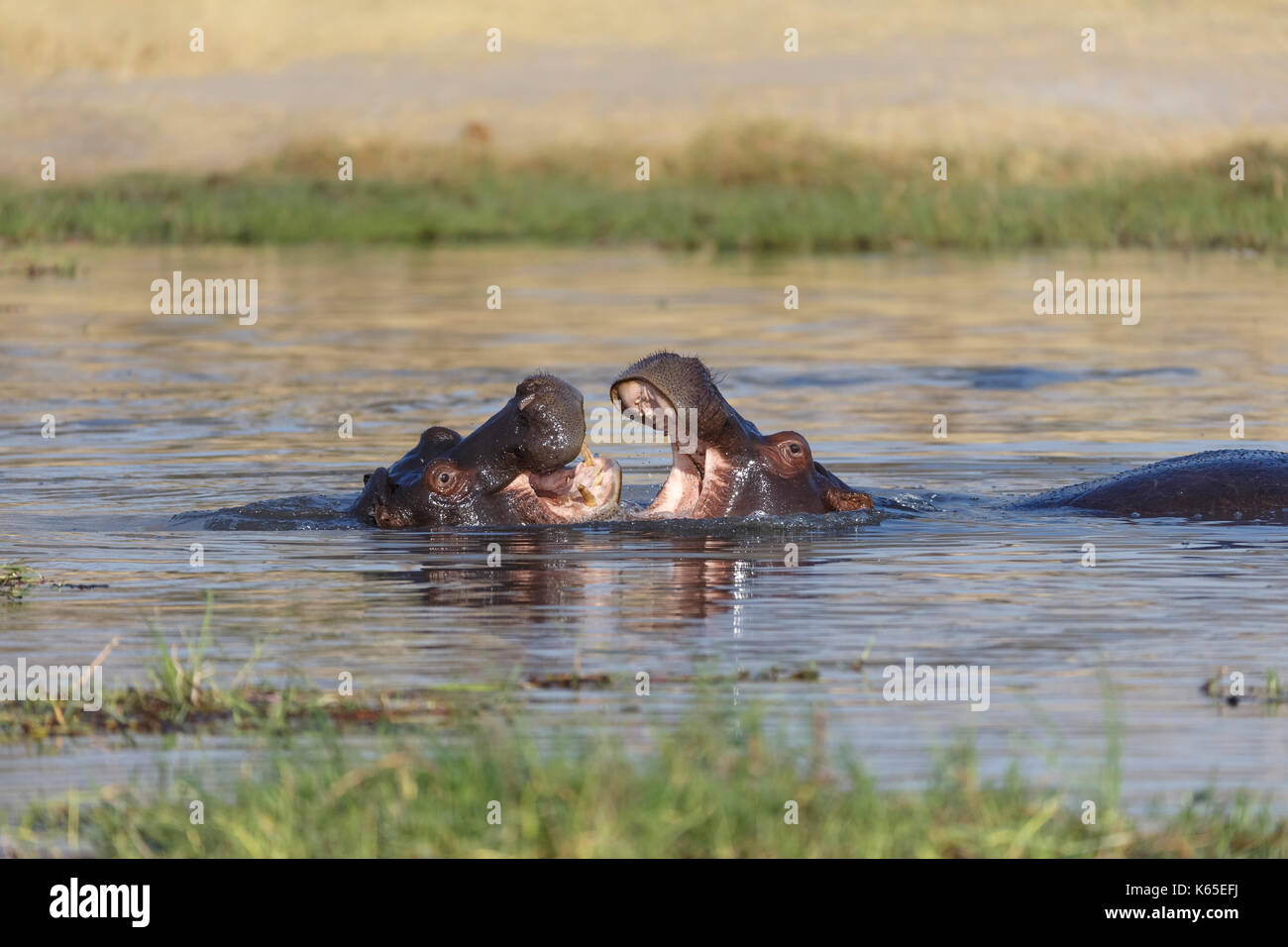 Hippo's joven playfighting en río Kwai, Botswana Foto de stock