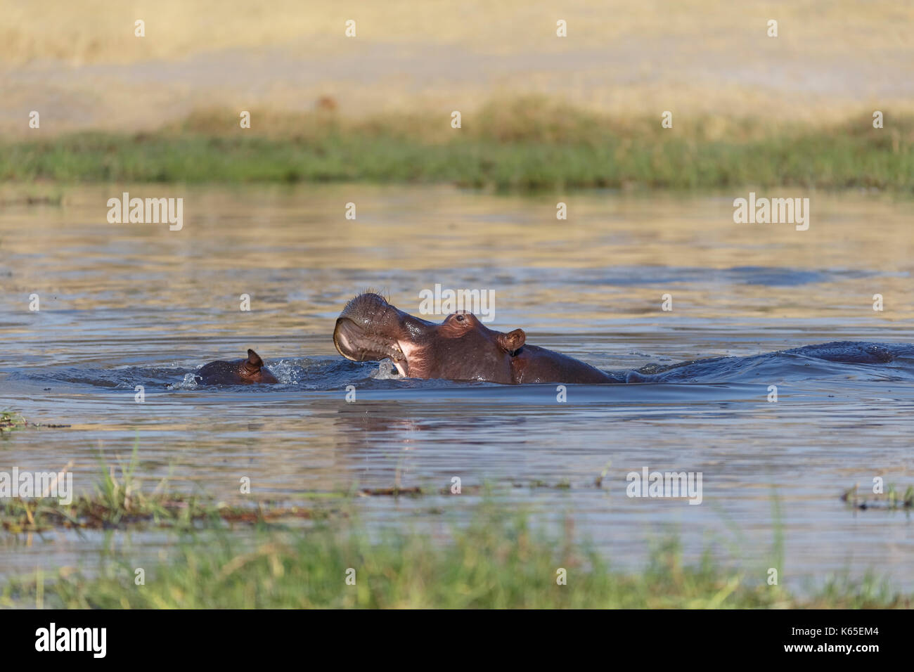 Hippo's xyoung playfighting en río Kwai, Botswana Foto de stock