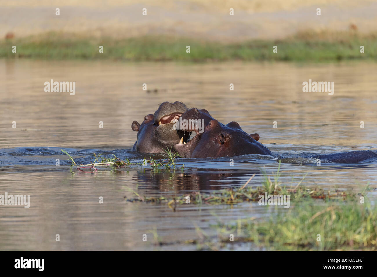 Hippo's joven playfighting en río Kwai, Botswana Foto de stock