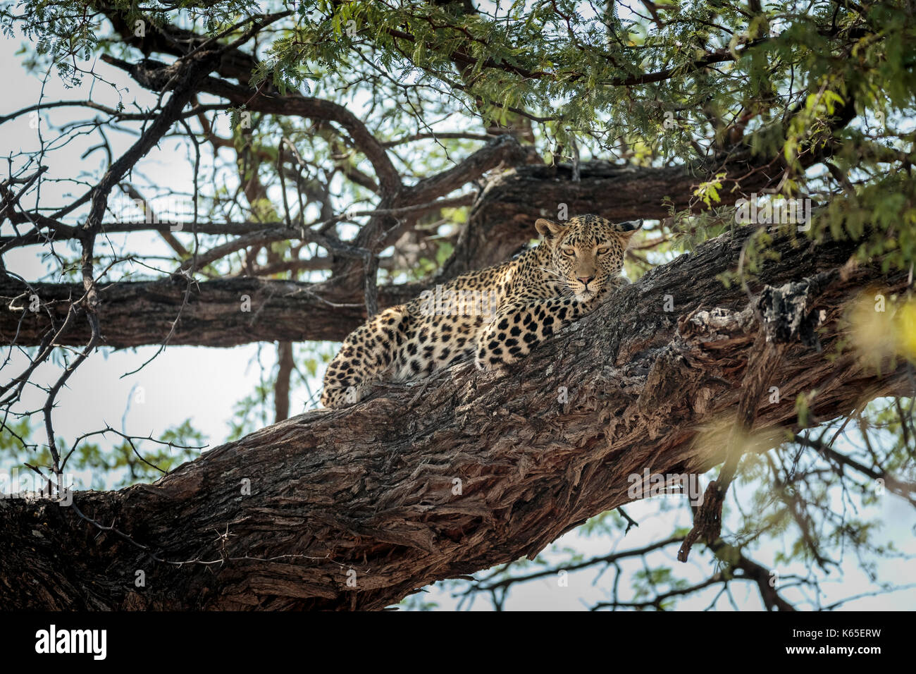 El leopardo (Panthera pardus) en el árbol, kwai, Botswana, Foto de stock