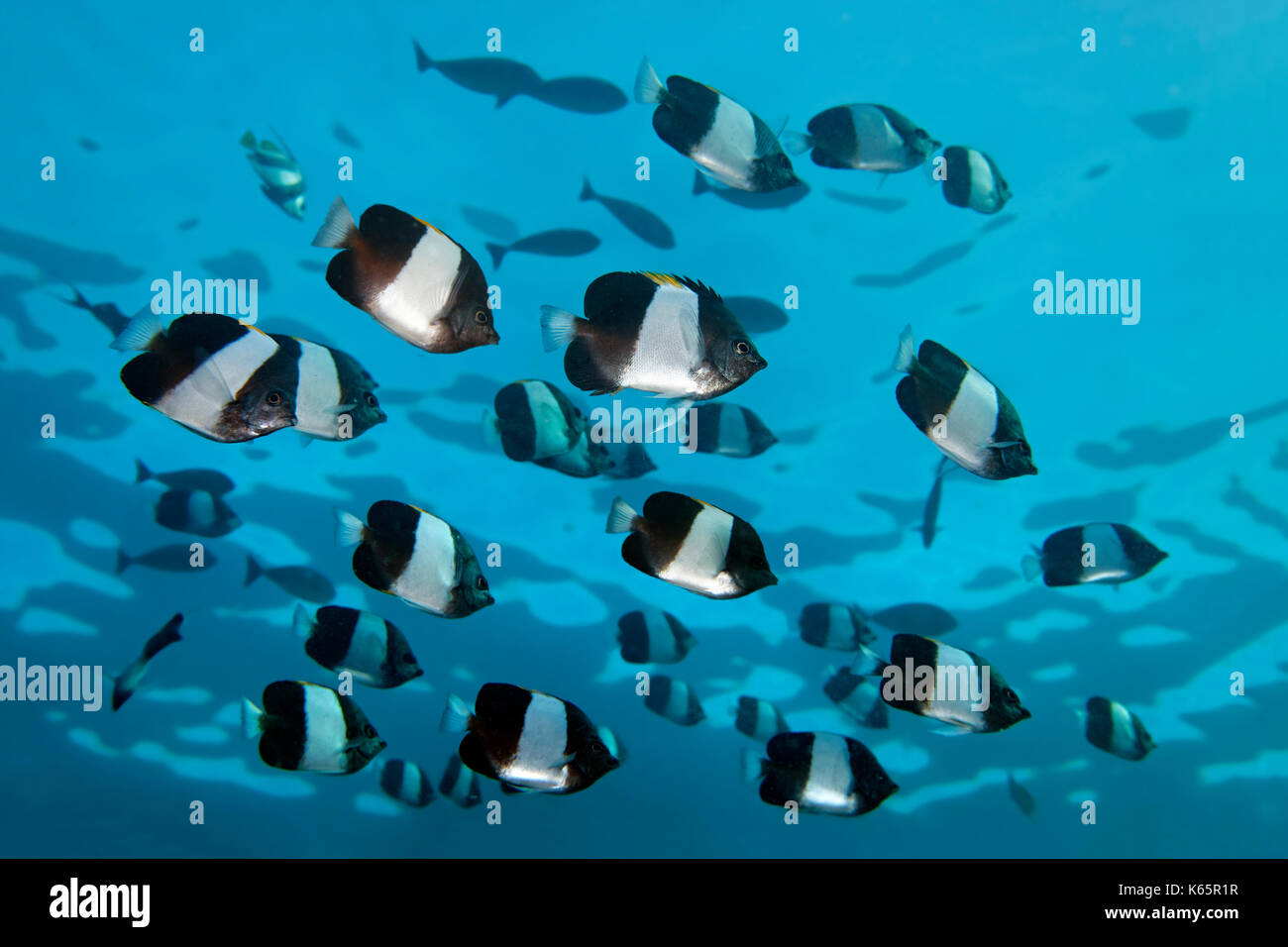 Swarm marrón y blanco (hemitaurichthys butterflyfish zóster), el océano índico, Maldivas Foto de stock