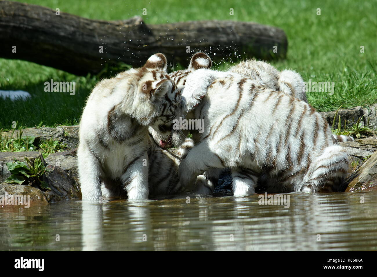 Los tigres blancos Foto de stock