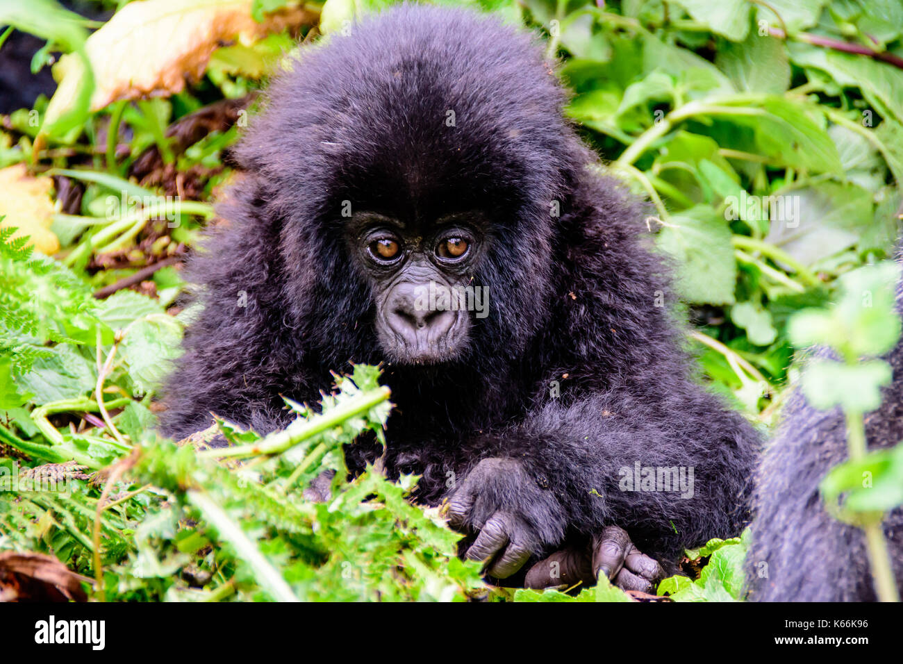 La curiosidad de un bebé gorila de montaña Foto de stock