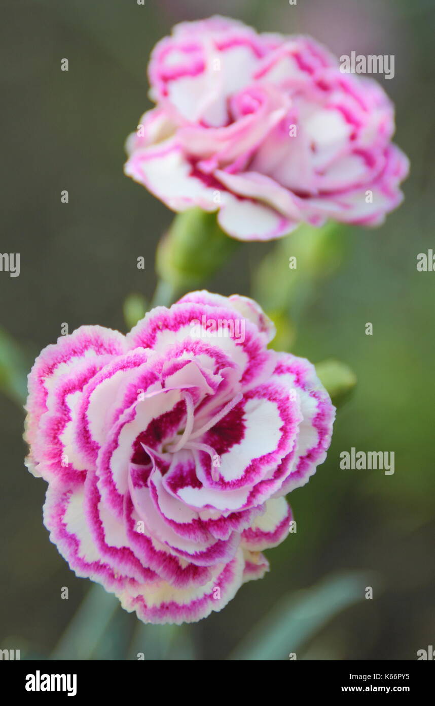 Dianthus 'Gran favorito' un doble blanco clavel flores con pétalos de rosa raspbery halos de color azul-gris y el follaje en un jardín inglés, REINO UNIDO Foto de stock