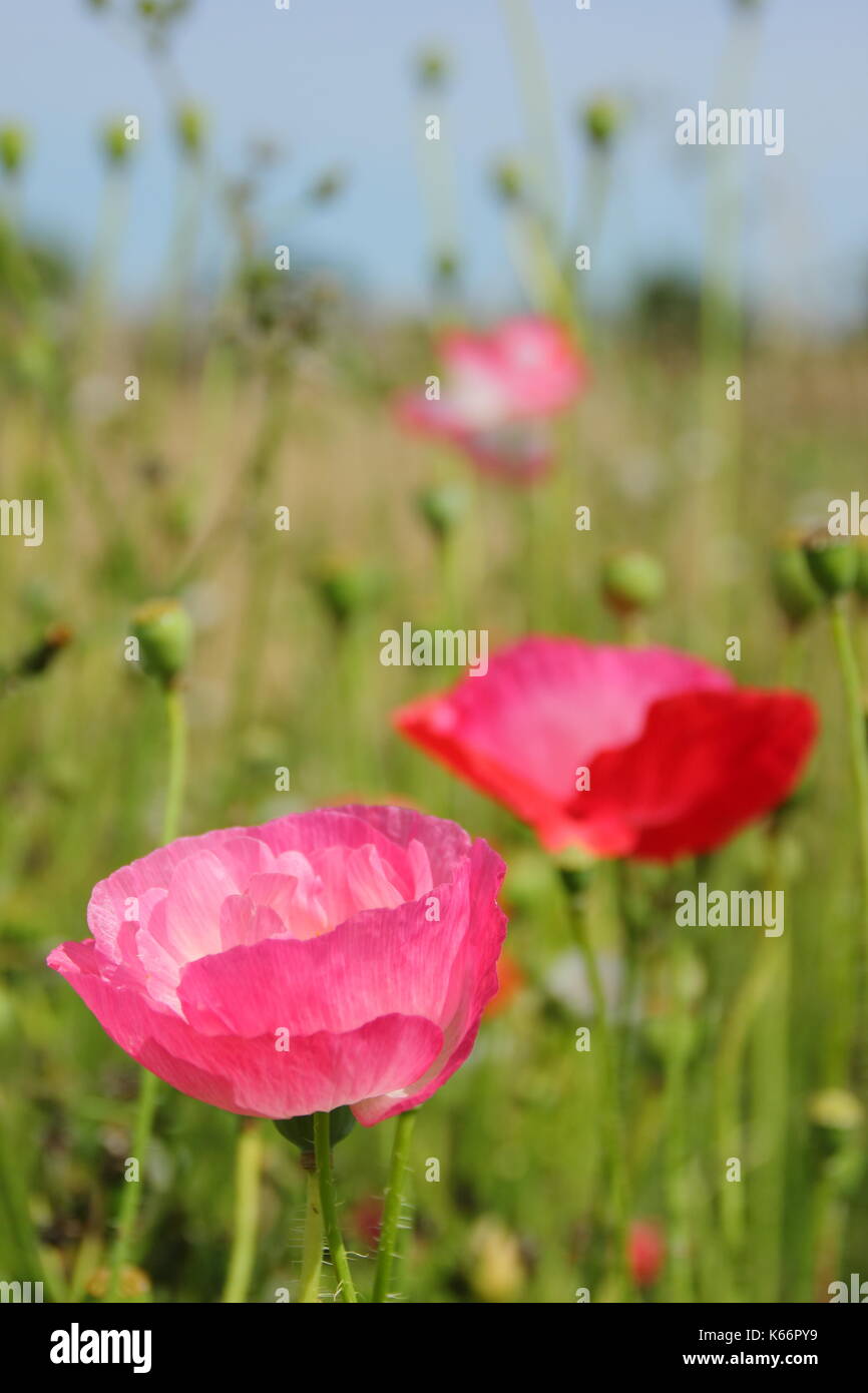 True Shirley amapola (Papaver rhoeas), con pétalos de seda y colores pastel en una pradera wildflower cultivadas a la altura de un Inglés de verano Foto de stock
